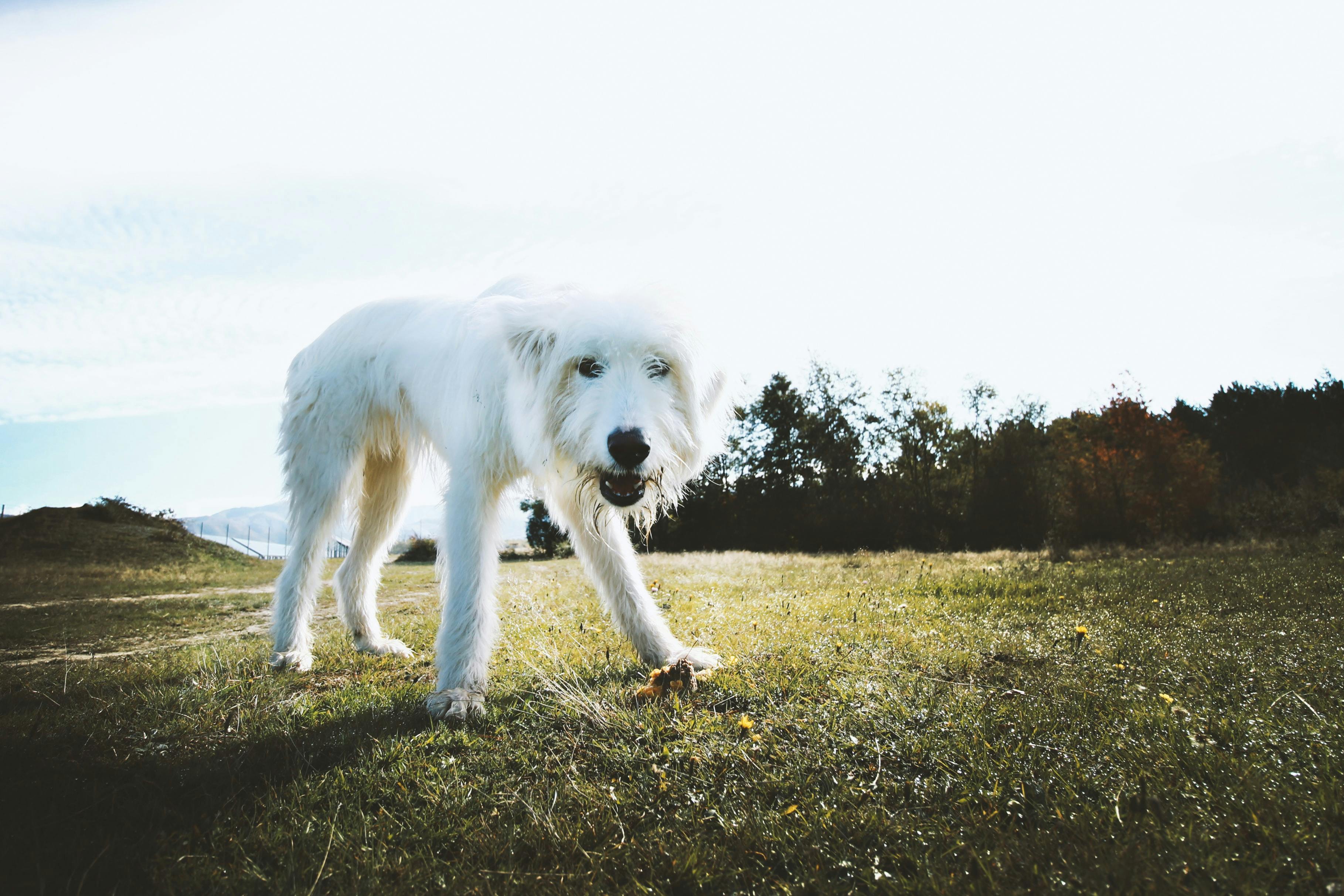 how do you know if your dog is getting enough oxygen