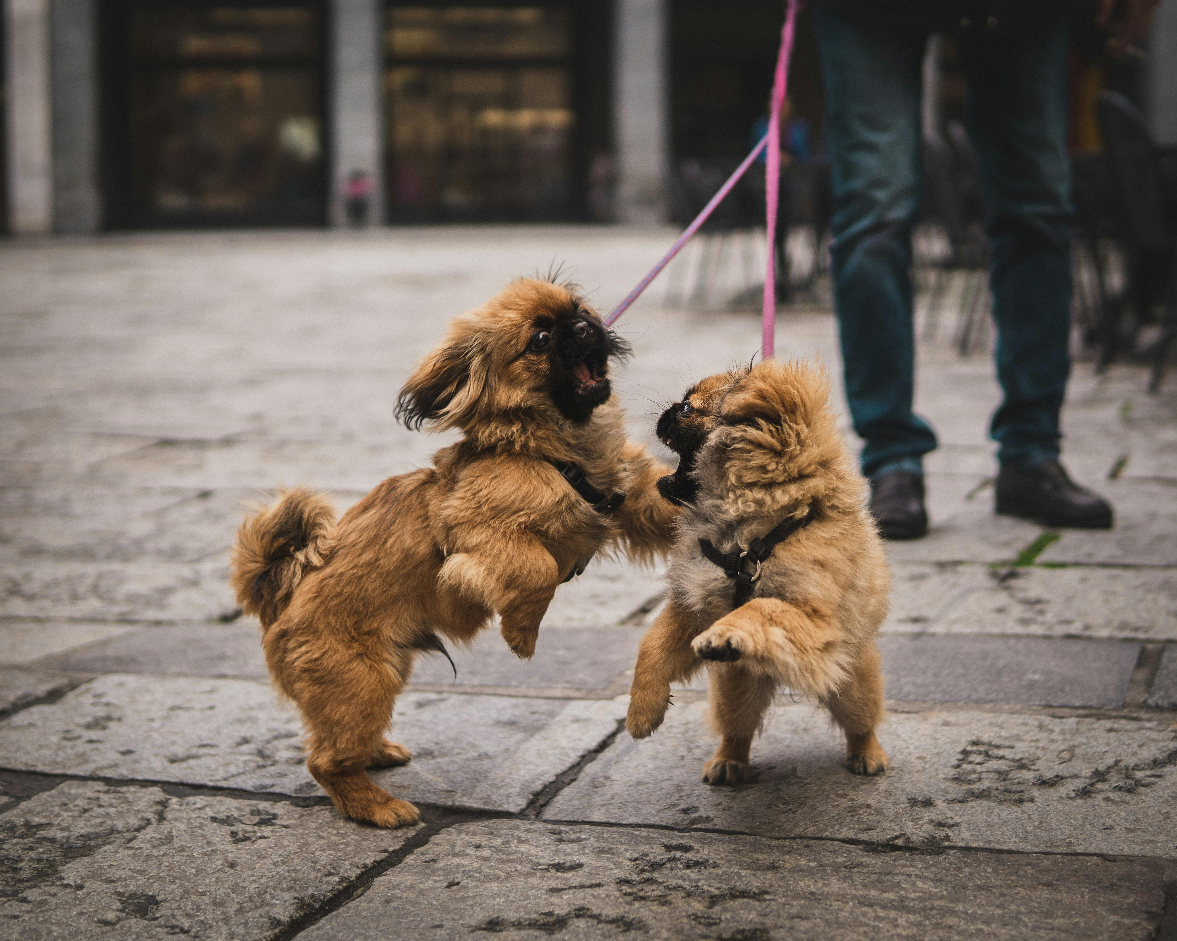 Male dogs fighting store over female heat