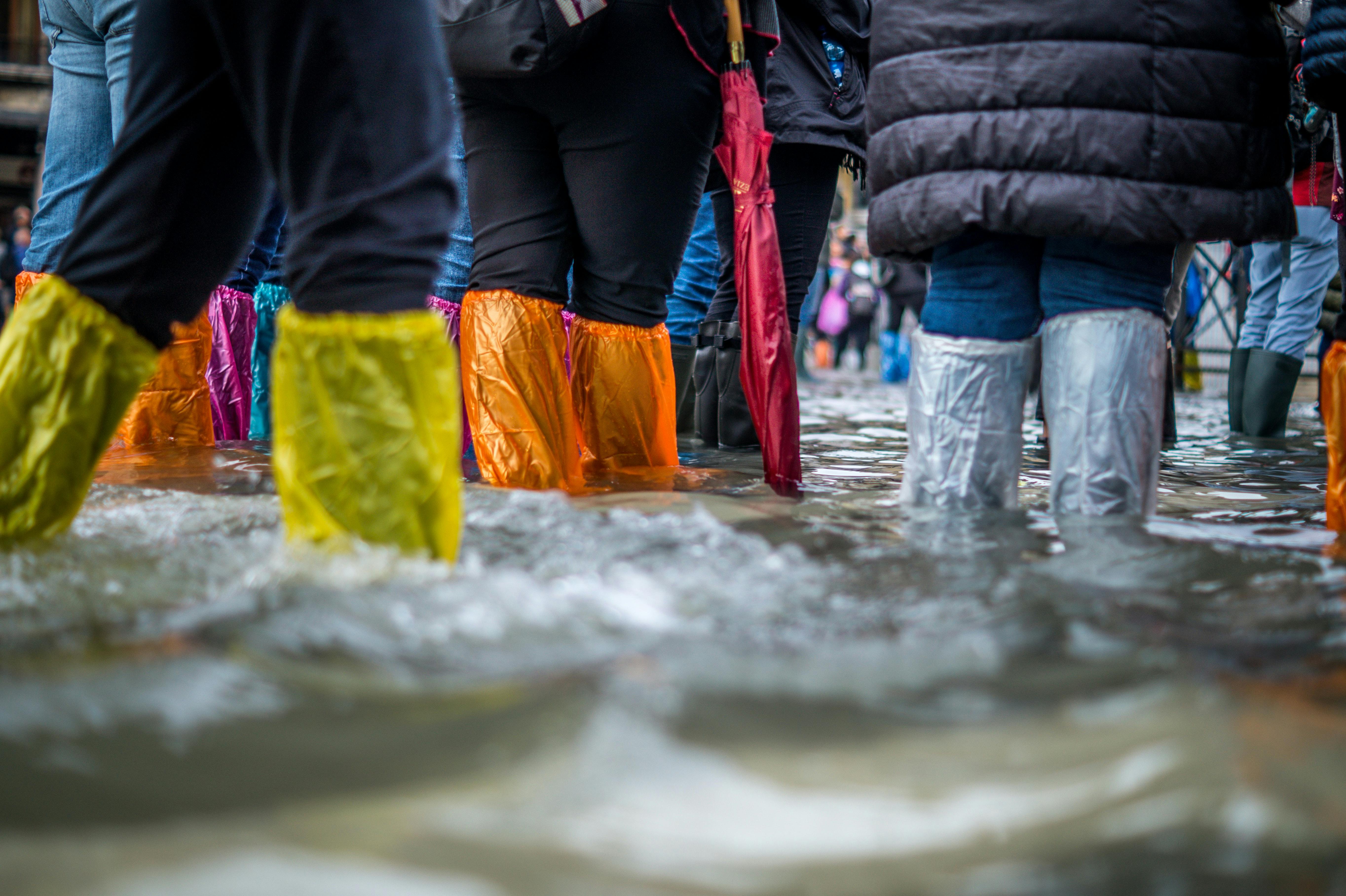 wellness-how-to-keep-your-pets-safe-in-a-flood-hero-image