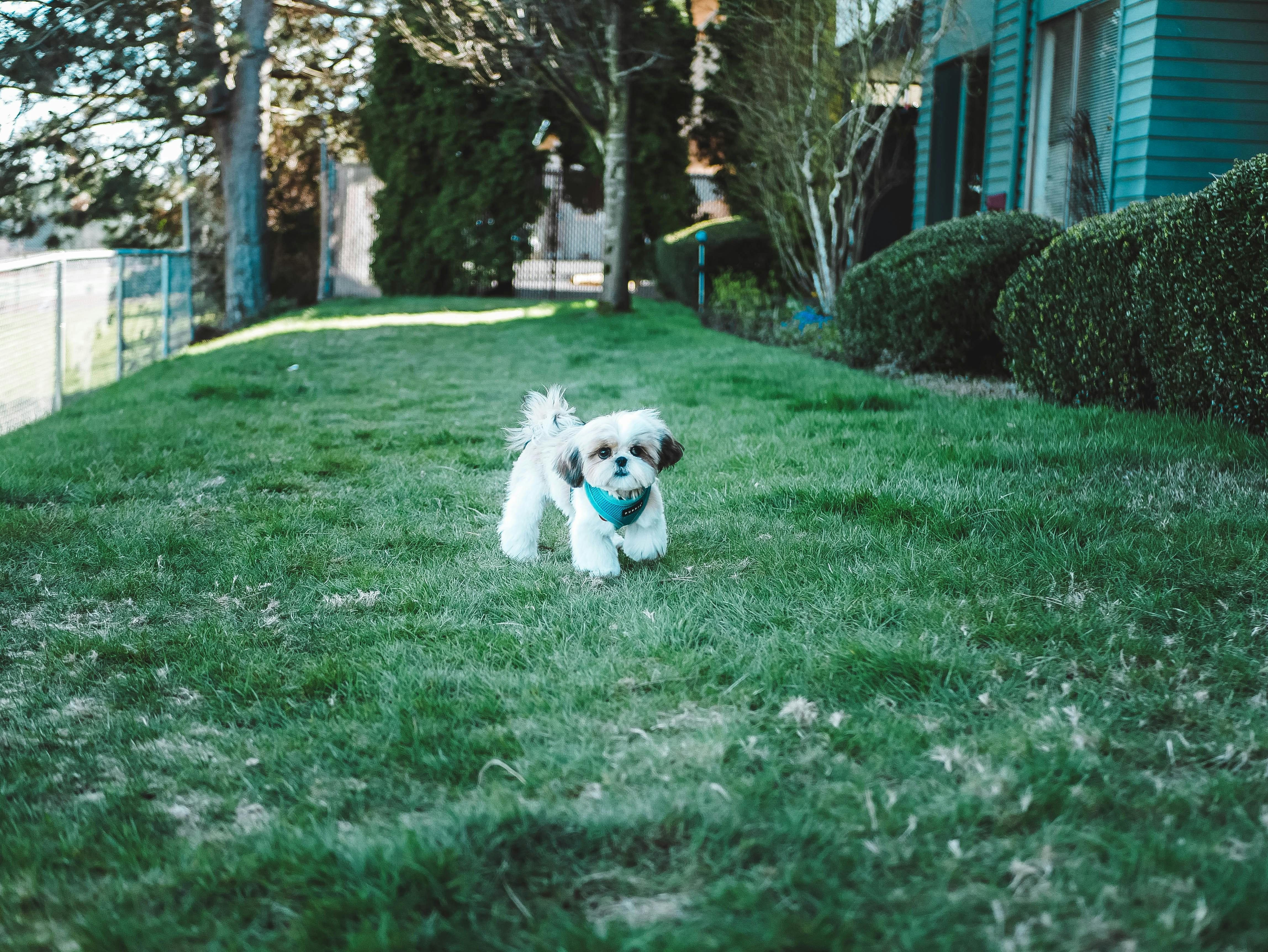 wellness-how-to-deal-with-a-neighbor-who-doesnt-leash-their-dogs-hero-image