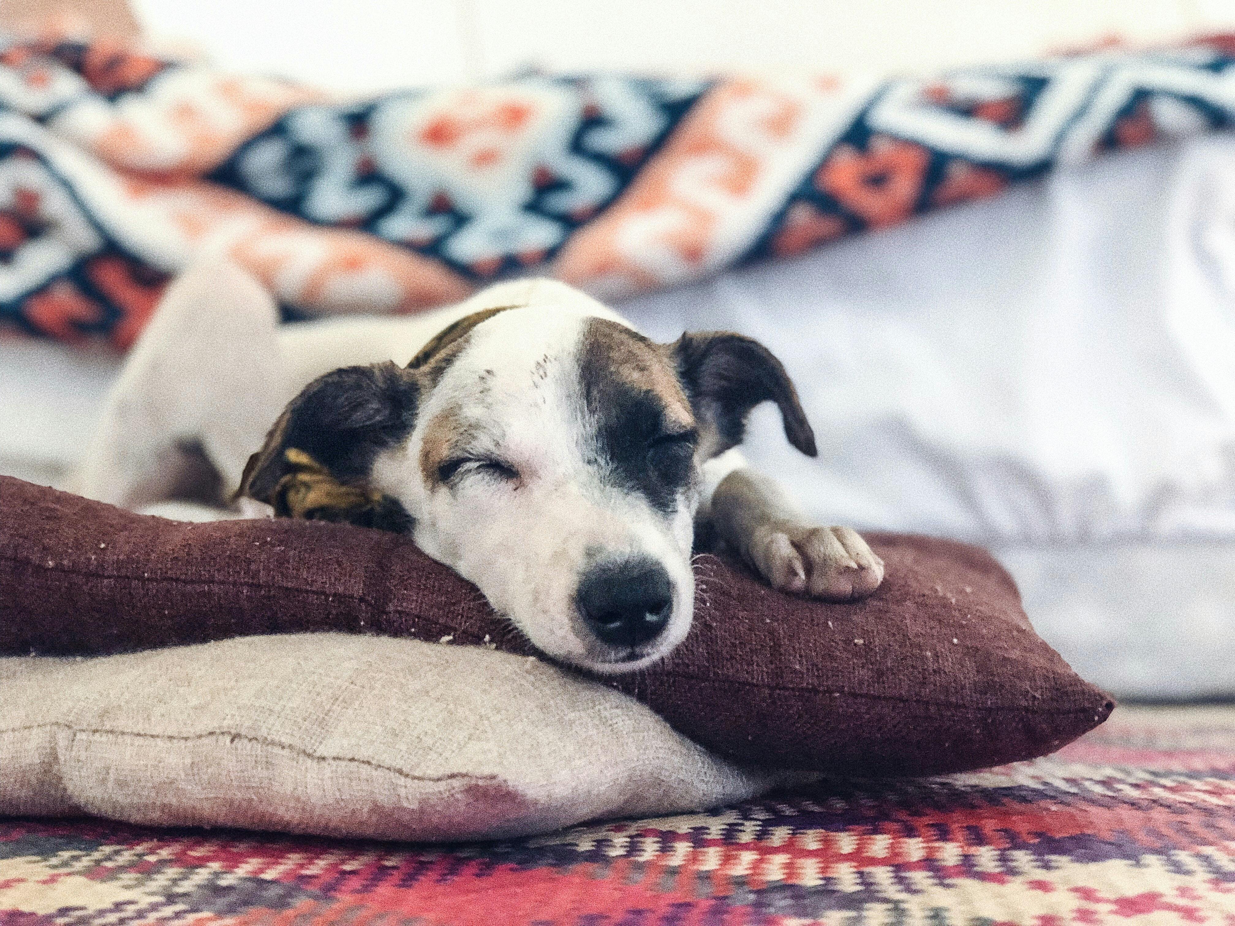 how to keep a dog out from under the bed