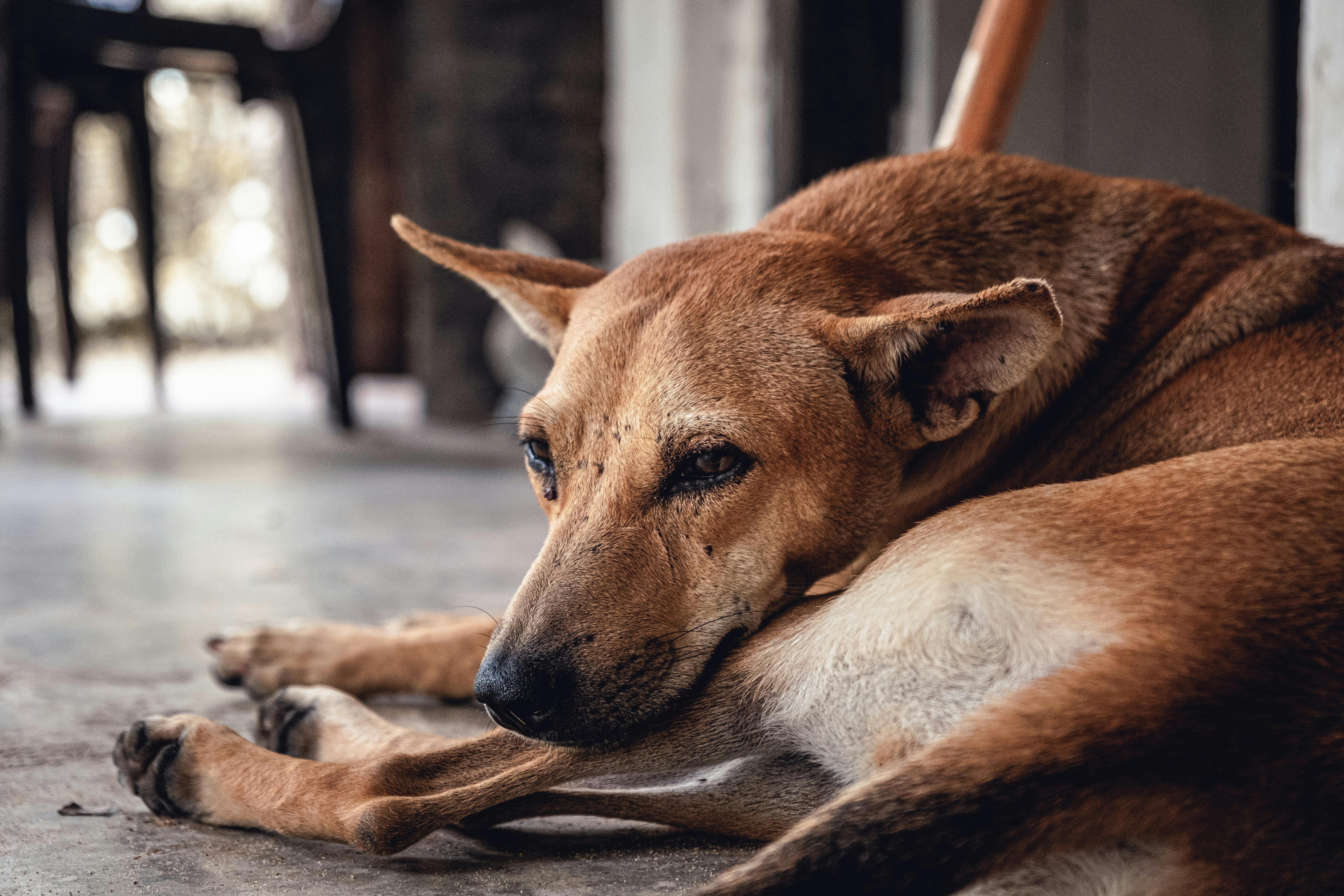 do dogs grieve for their puppies