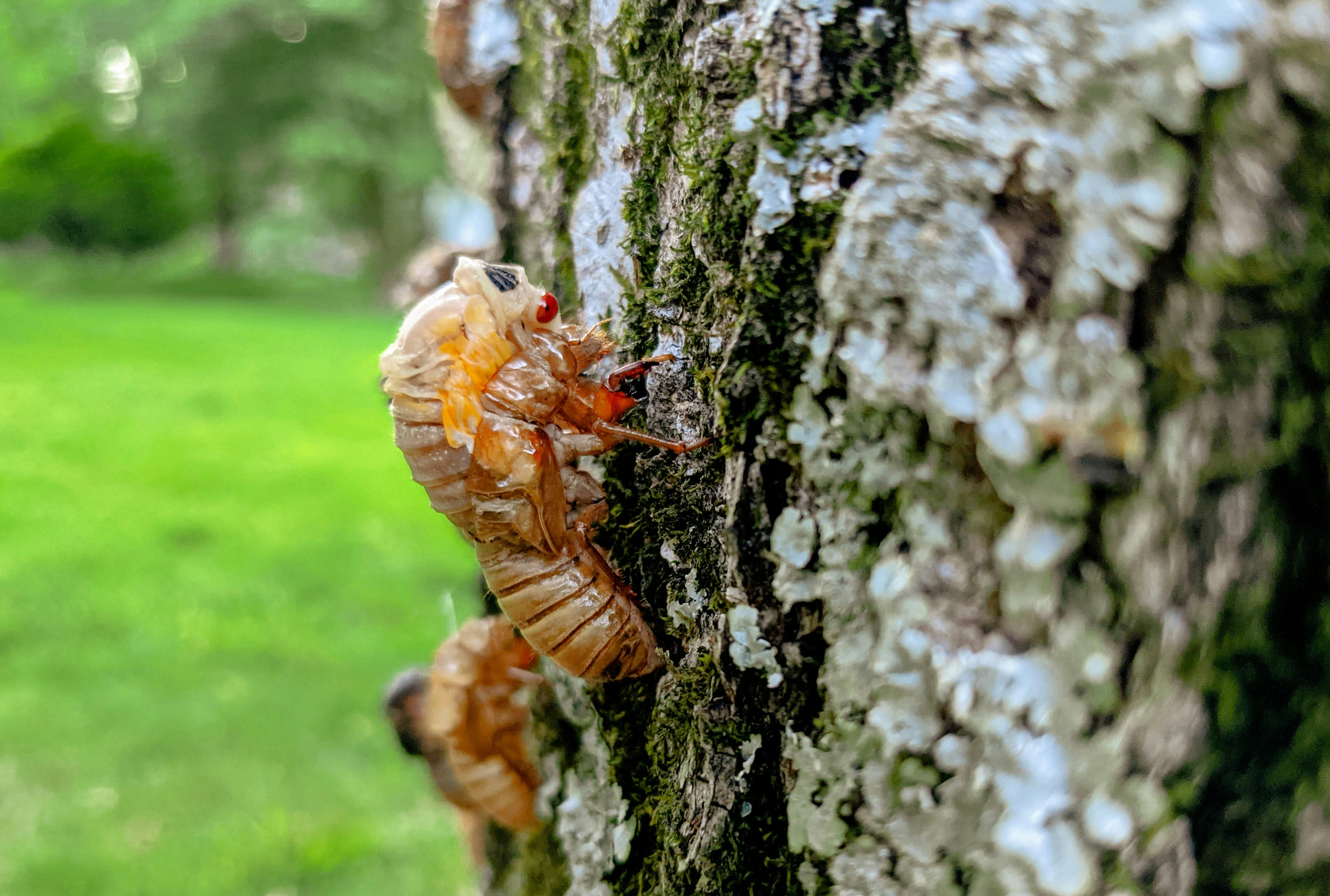 wellness-can-dogs-eat-cicadas-hero-image