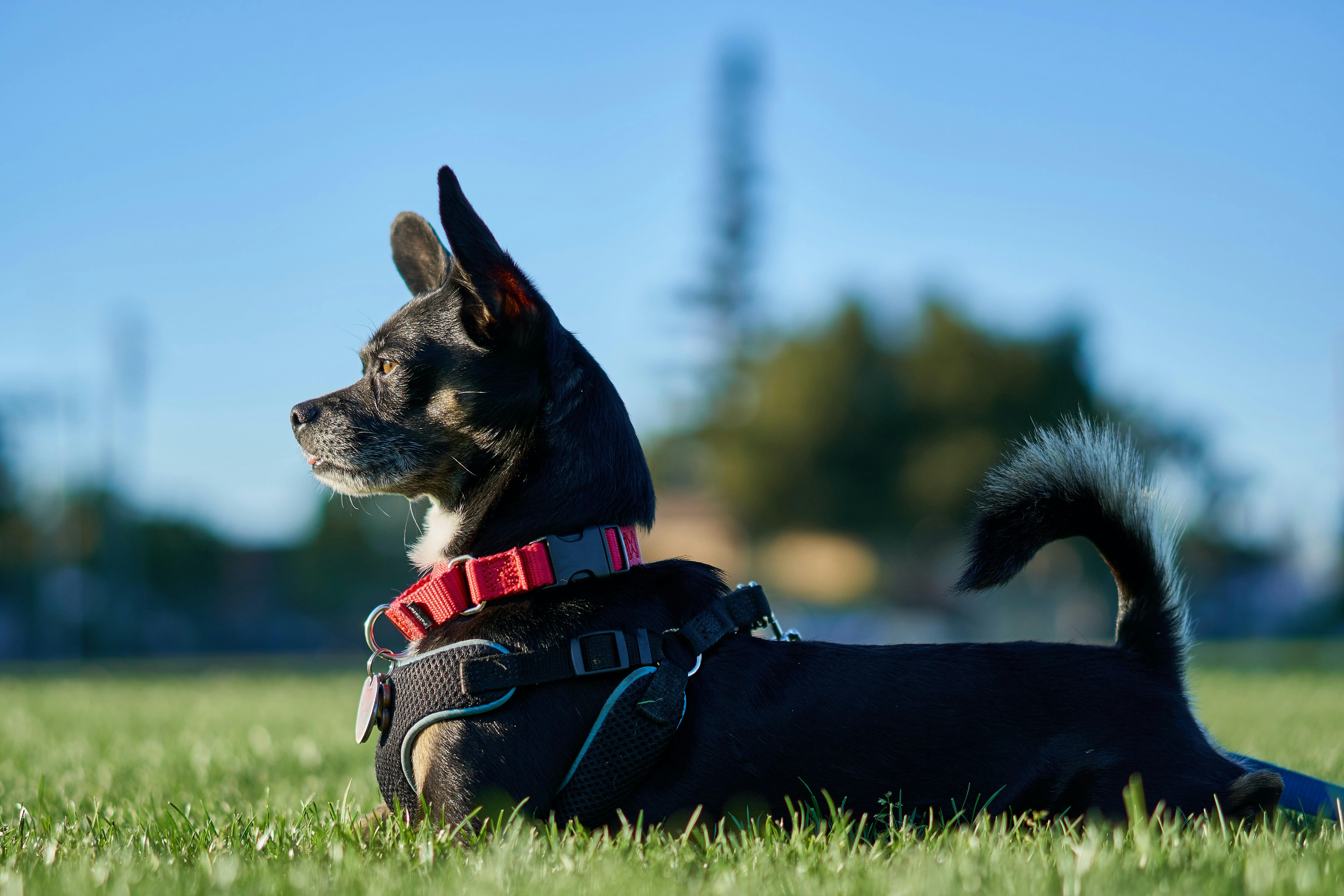 do show dogs have to be purebred