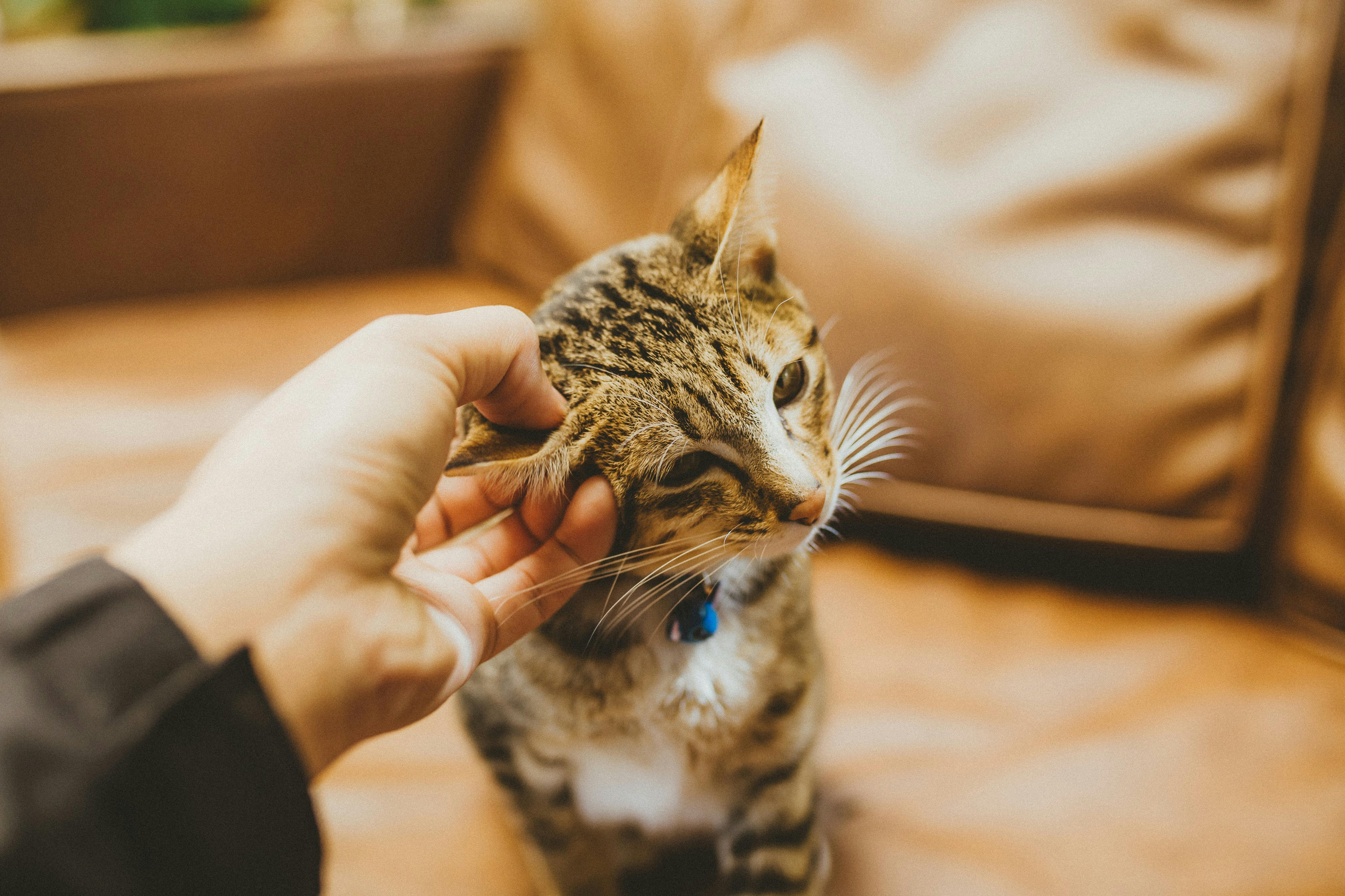 How to Give Liquid Medication to Your Cat