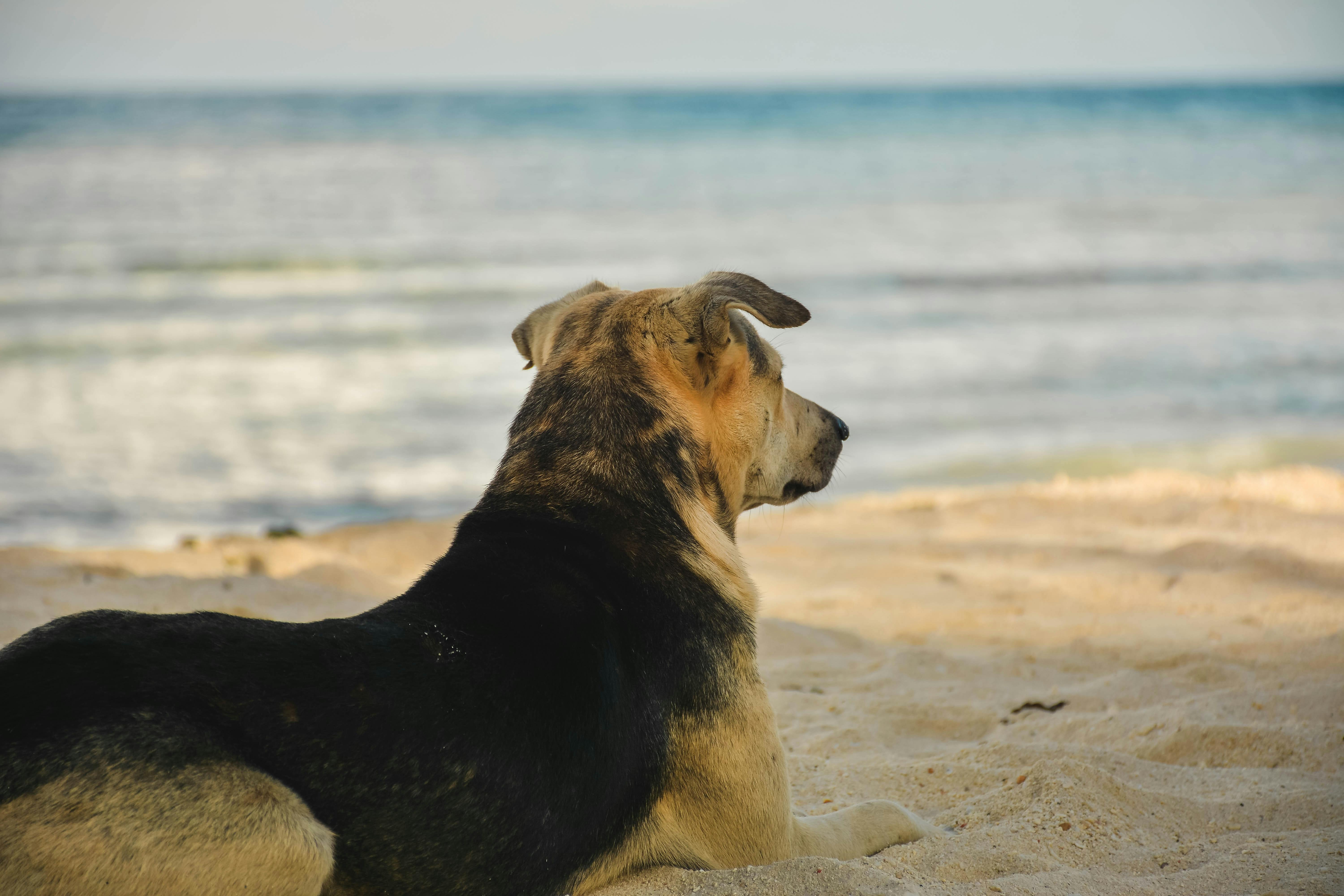 Dog drinking ocean store water