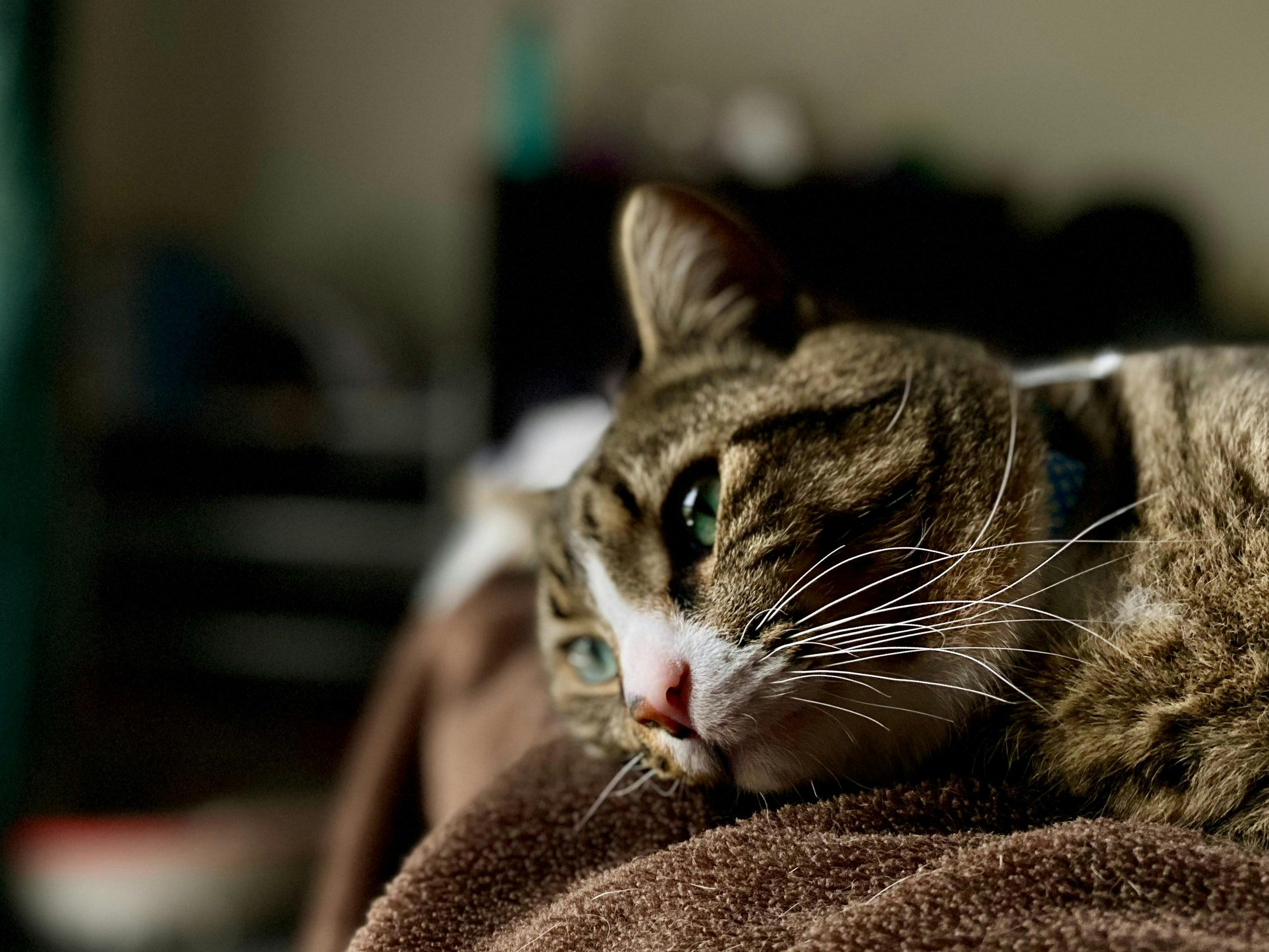 Mycatsmother