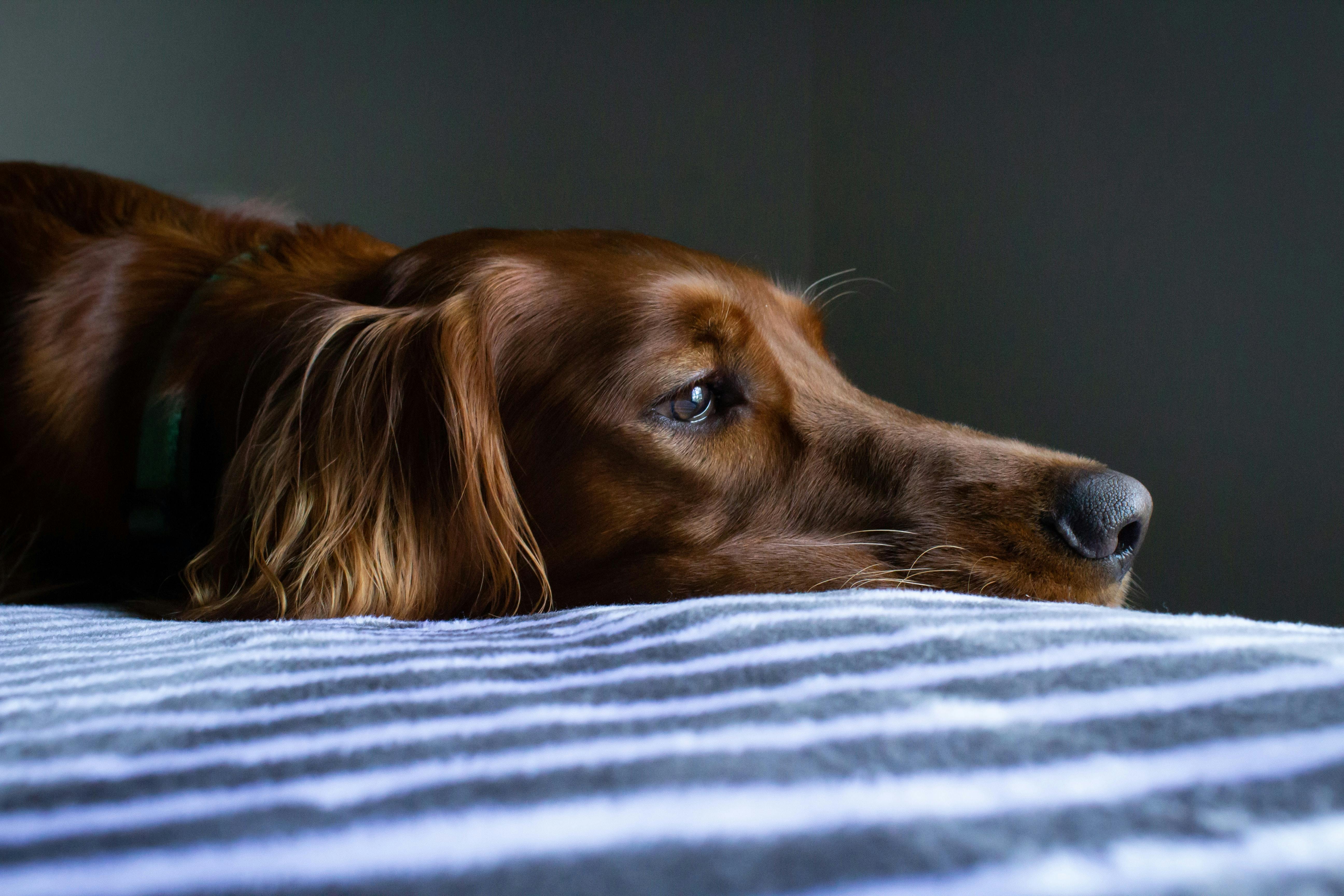 do dogs get depressed with a new baby