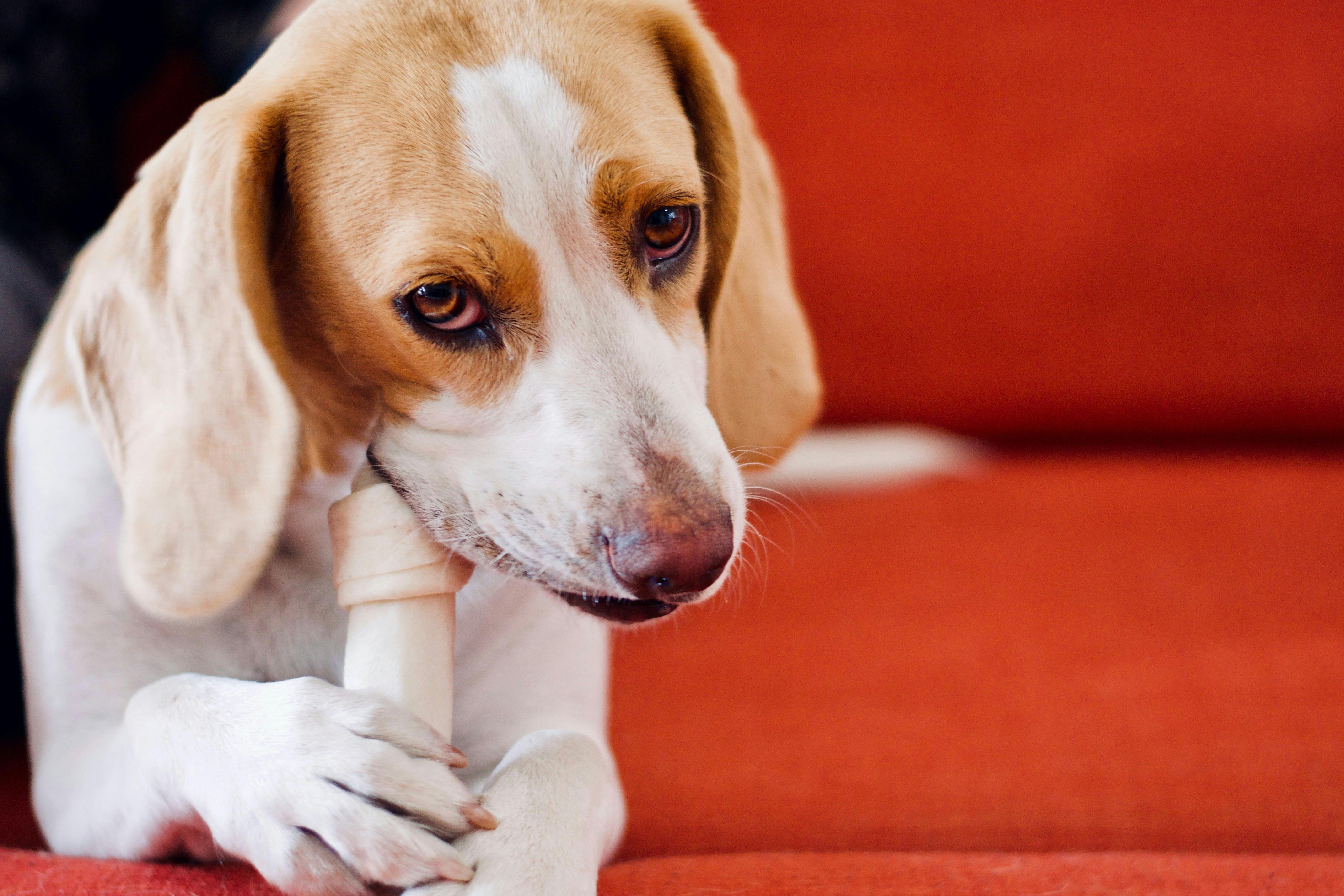 what happens when dogs eat carpet