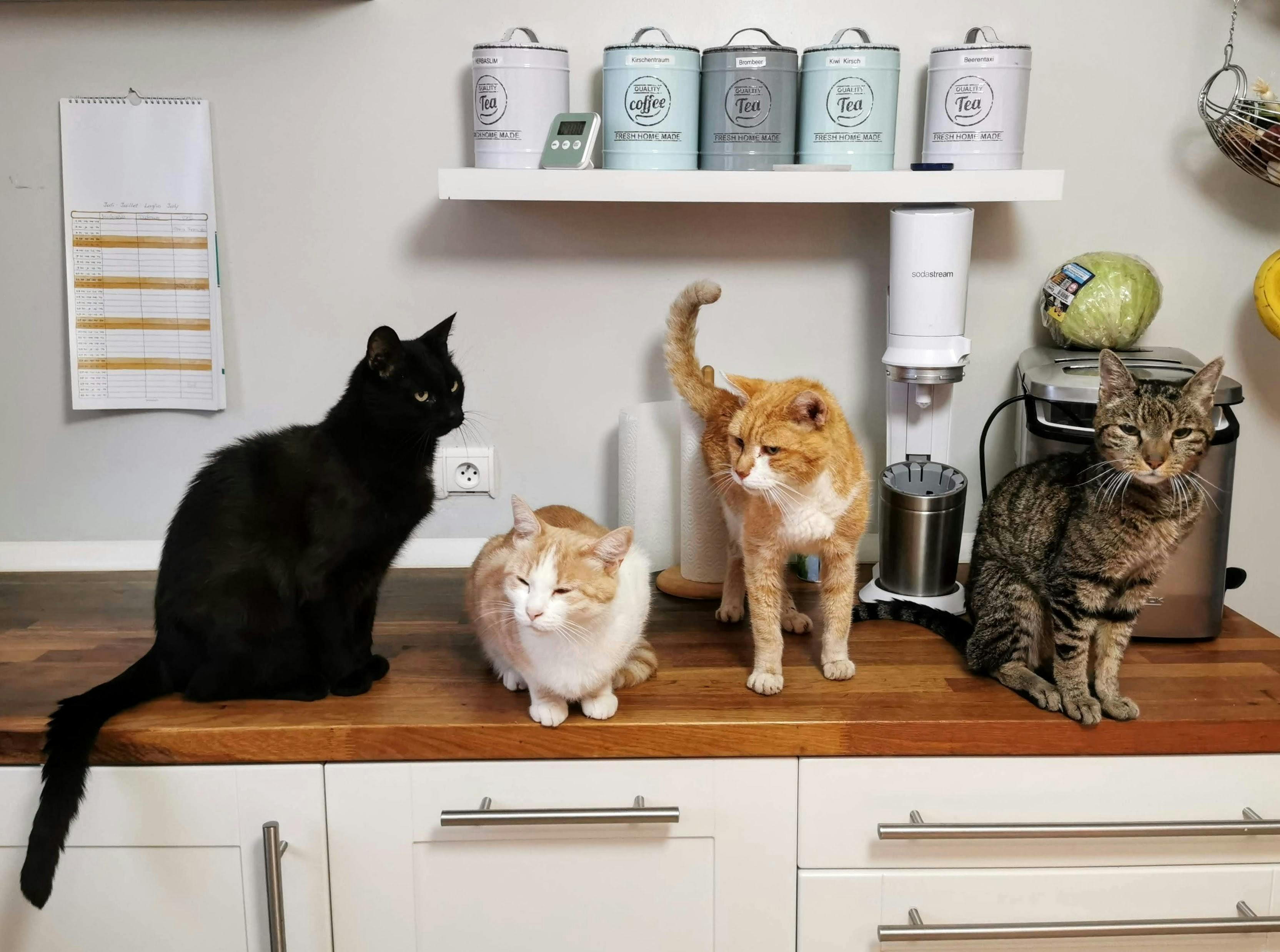 wellness-how-to-prepare-for-adopting-multiple-cats-hero-image