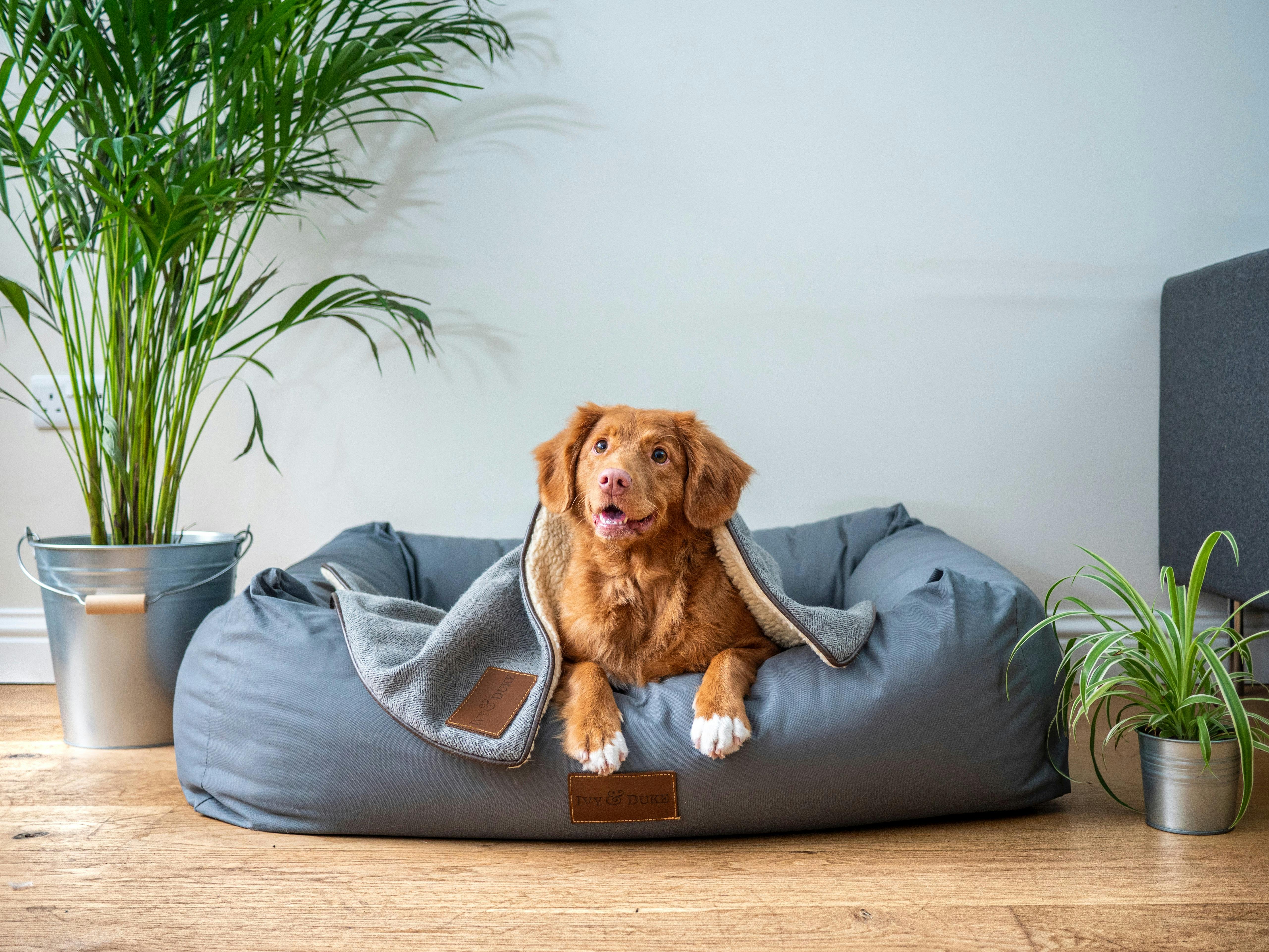 wellness-how-to-help-your-dog-adjust-to-their-new-home-hero-image