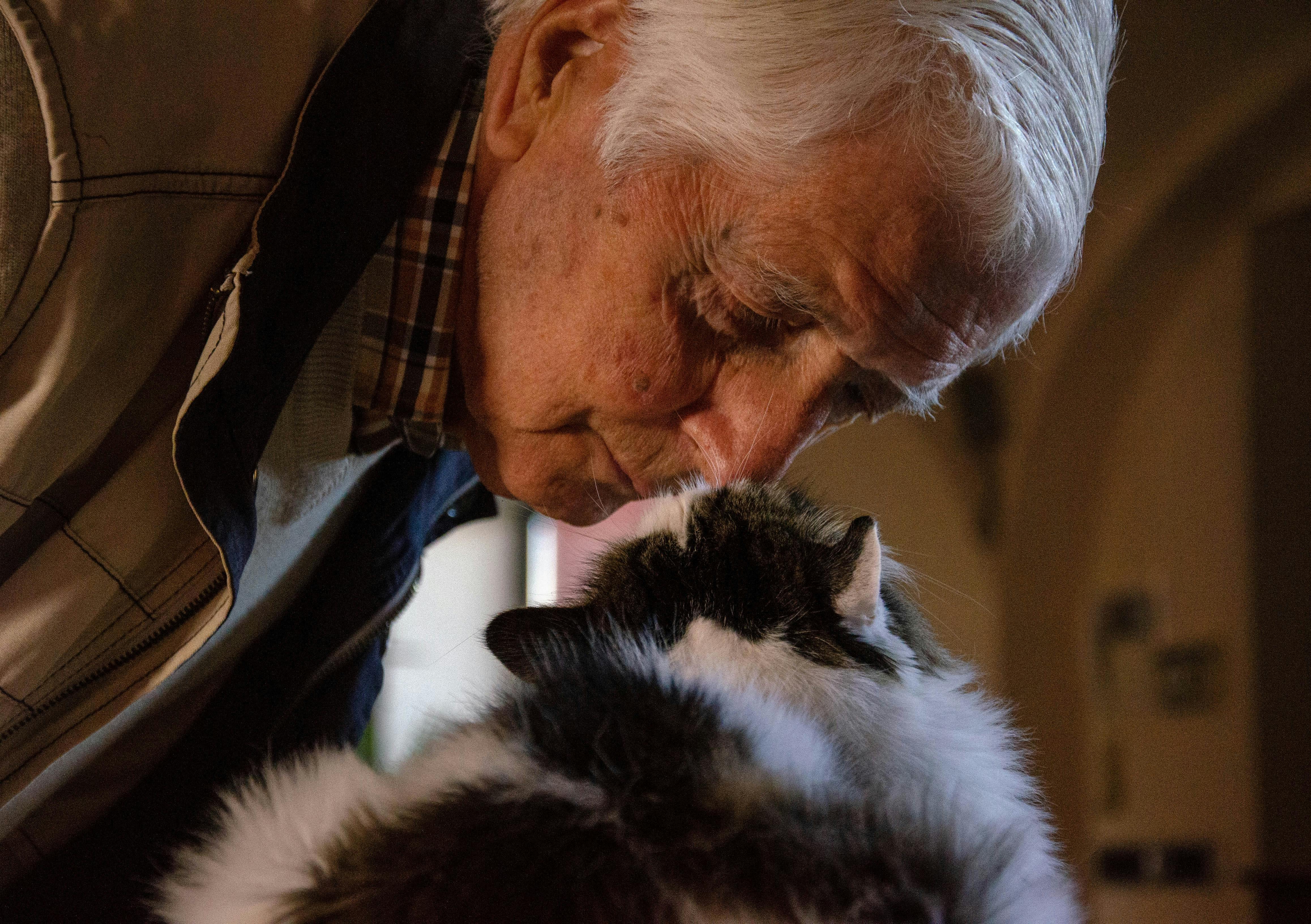wellness-7-tips-on-how-to-get-your-elderly-cat-more-comfortable-hero-image