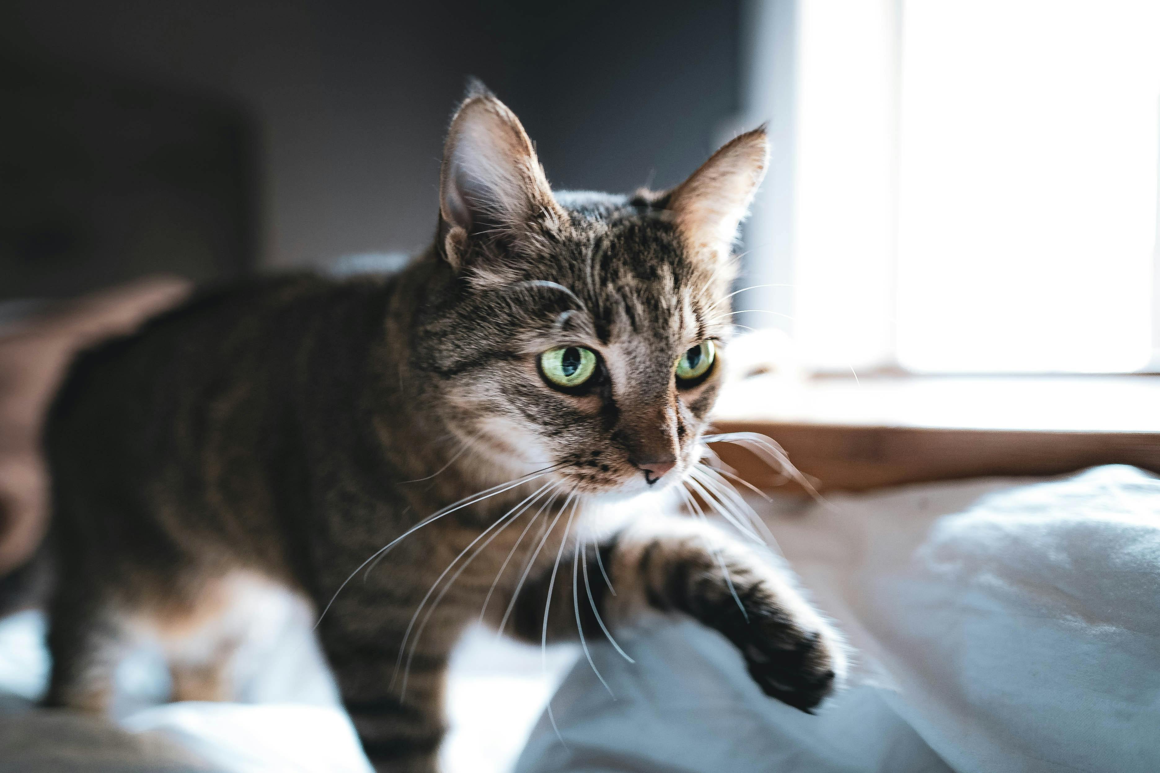 How Much Catnip Should I Give My Cat & How Often Is Safe? 