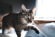 How Much Catnip Should You Give A Cat 