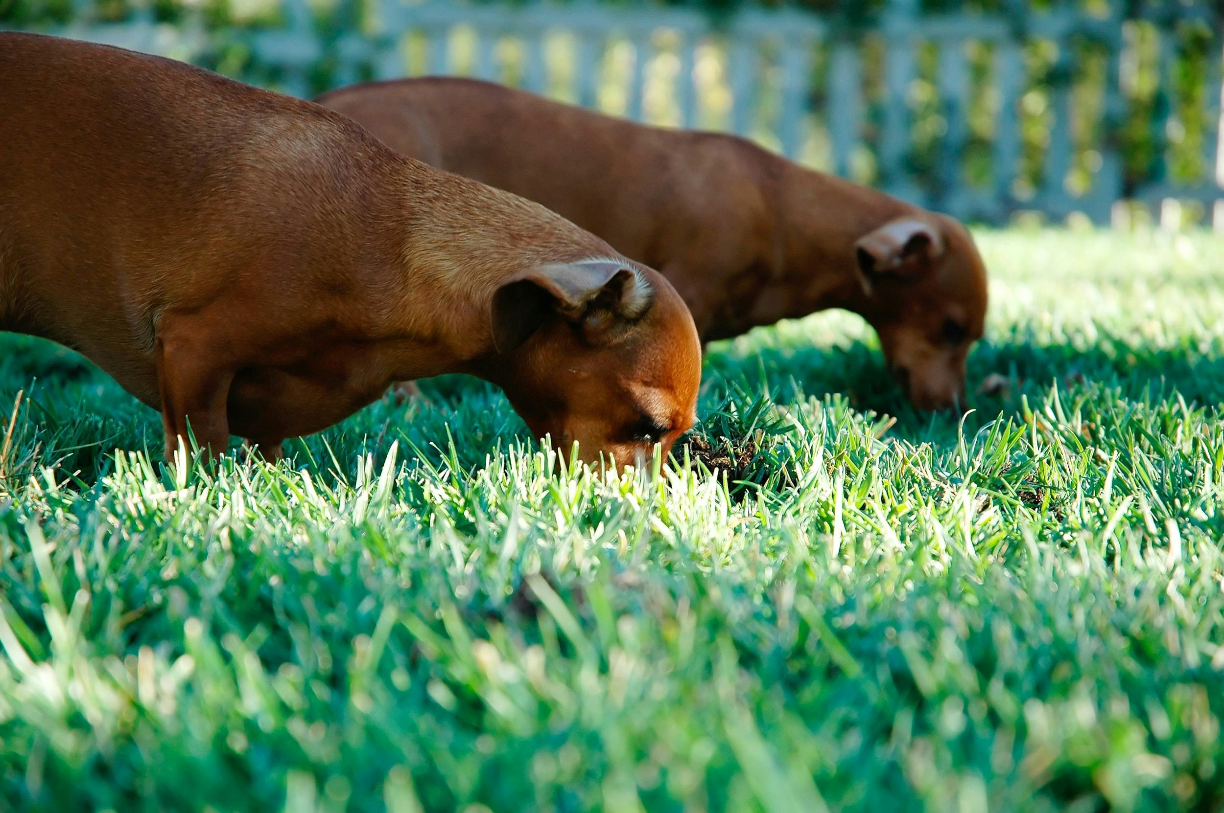 wellness-benefits-of-rotational-feeding-for-pets-hero-image