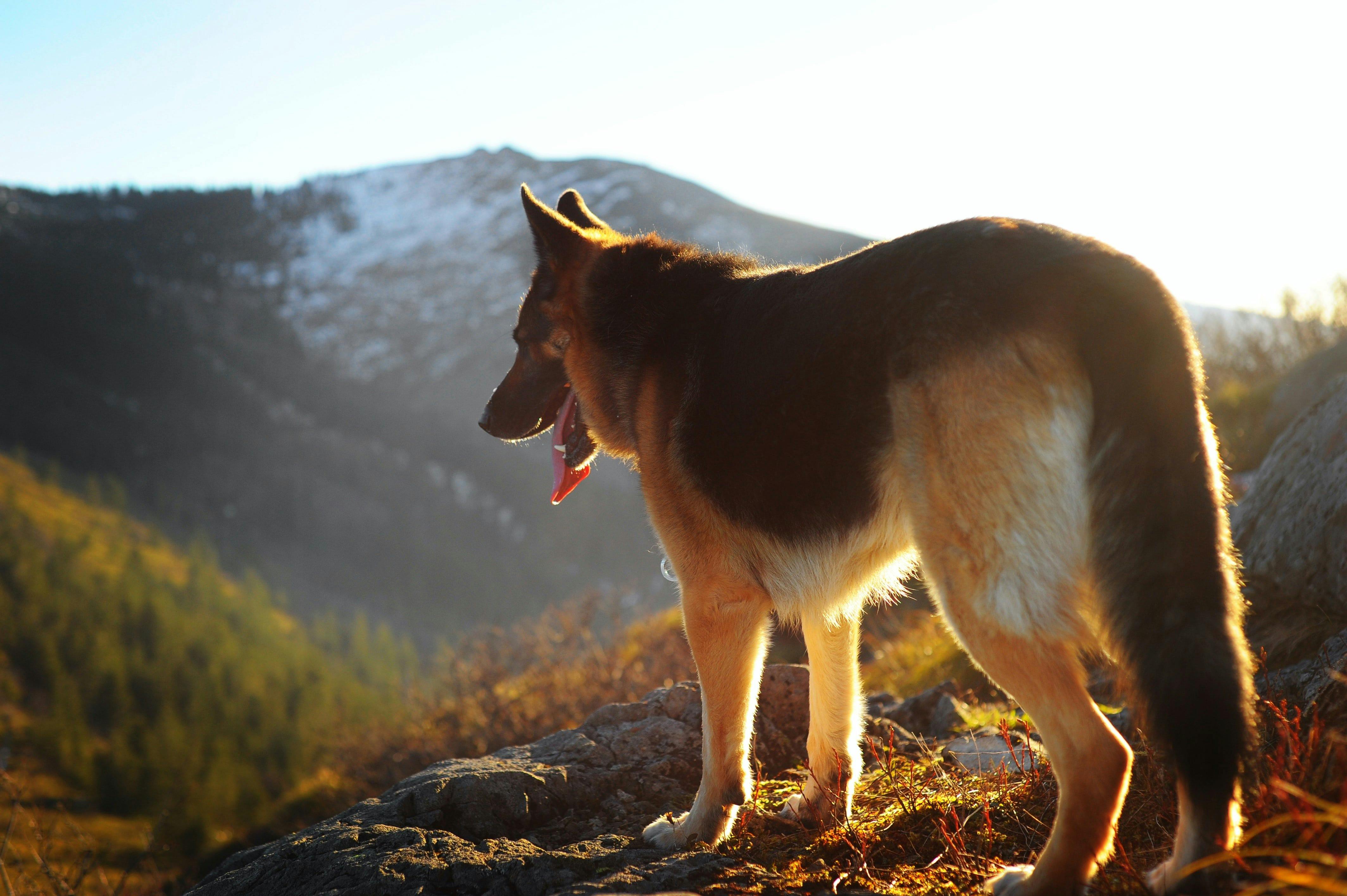 Hiking with a clearance 6 month old puppy