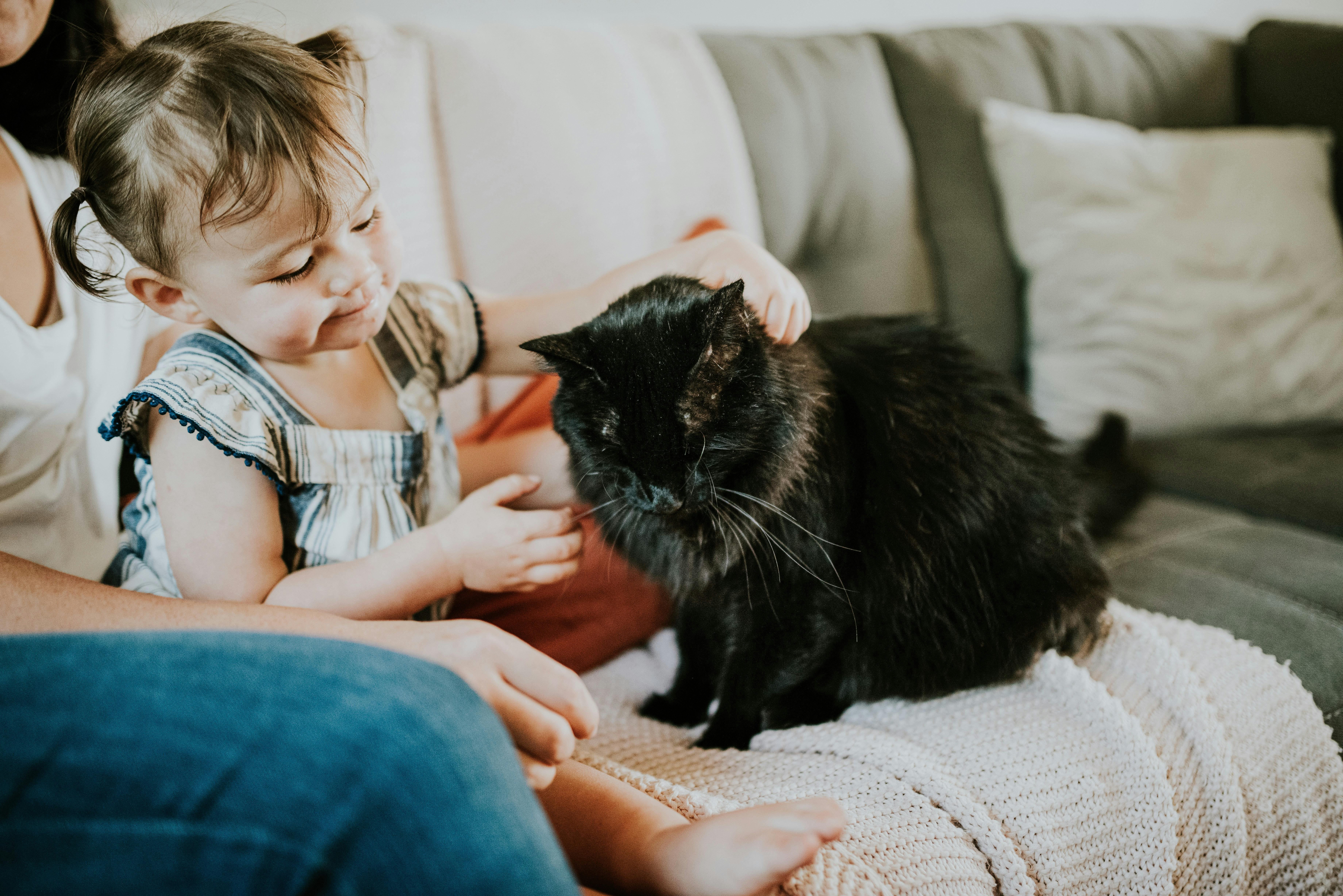 wellness-how-long-can-i-leave-my-cat-alone-hero-image