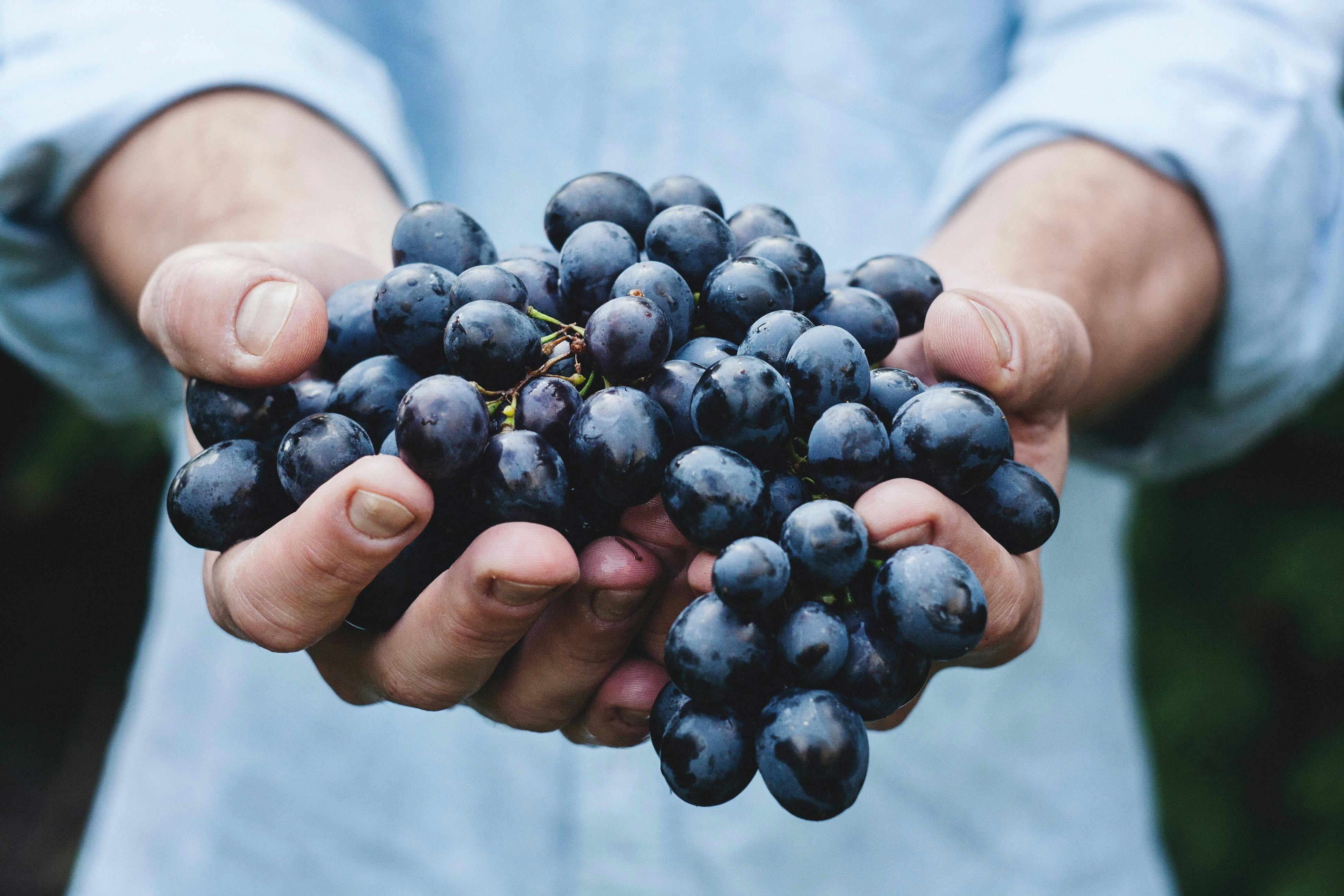 Can you hotsell feed cats grapes