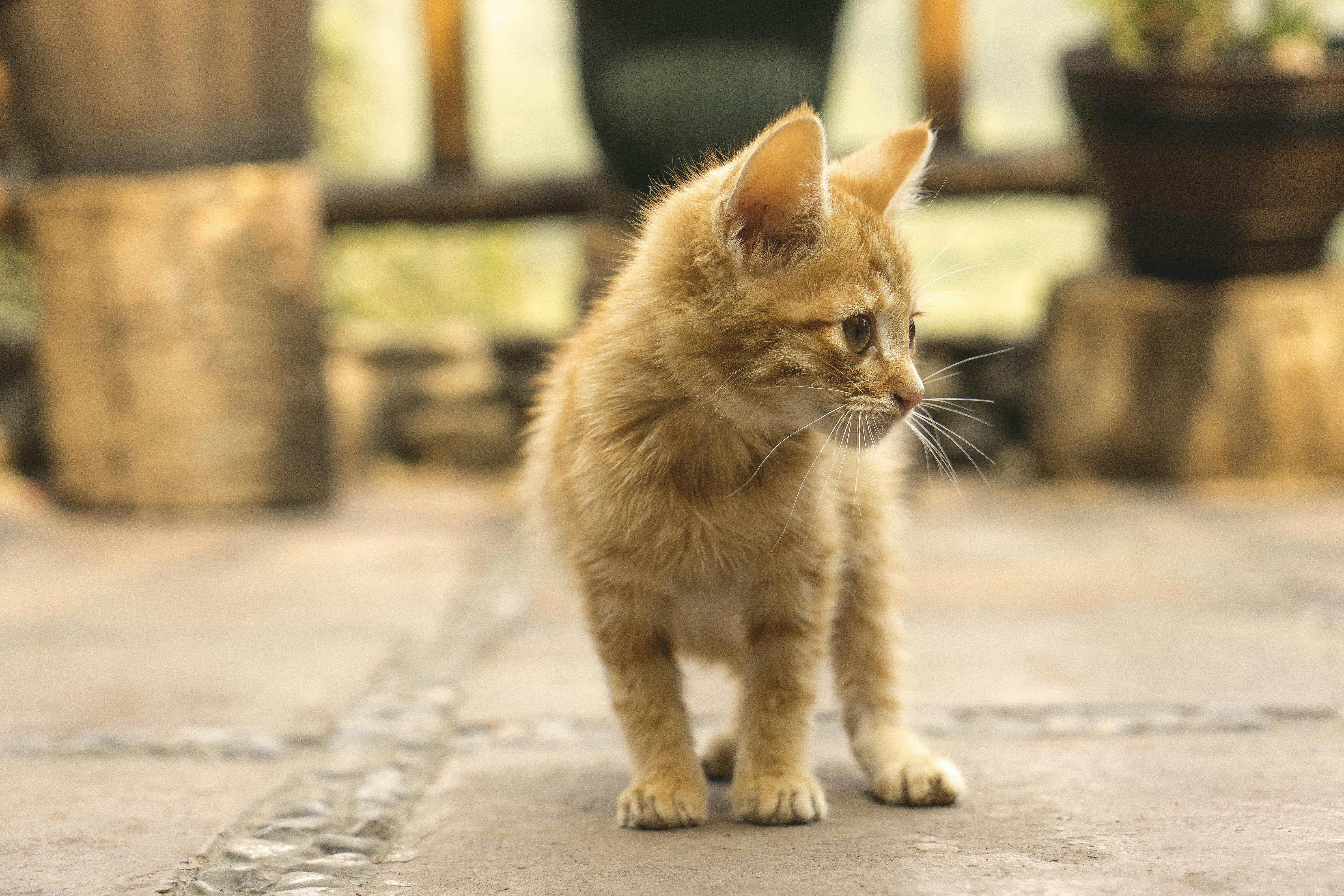 wellness-can-cats-feel-hot-pavement-hero-image