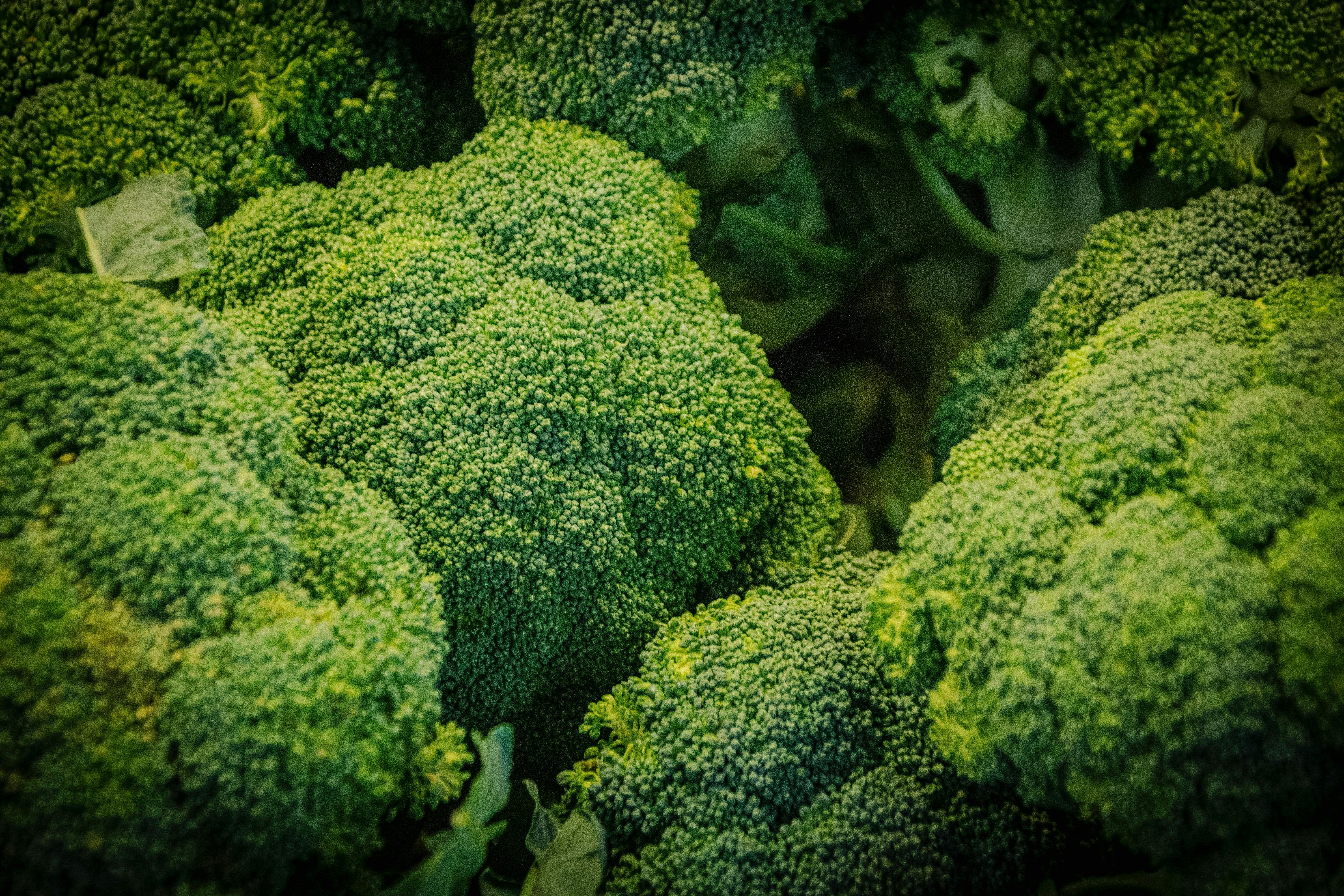 wellness-can-dogs-eat-broccoli-hero-image