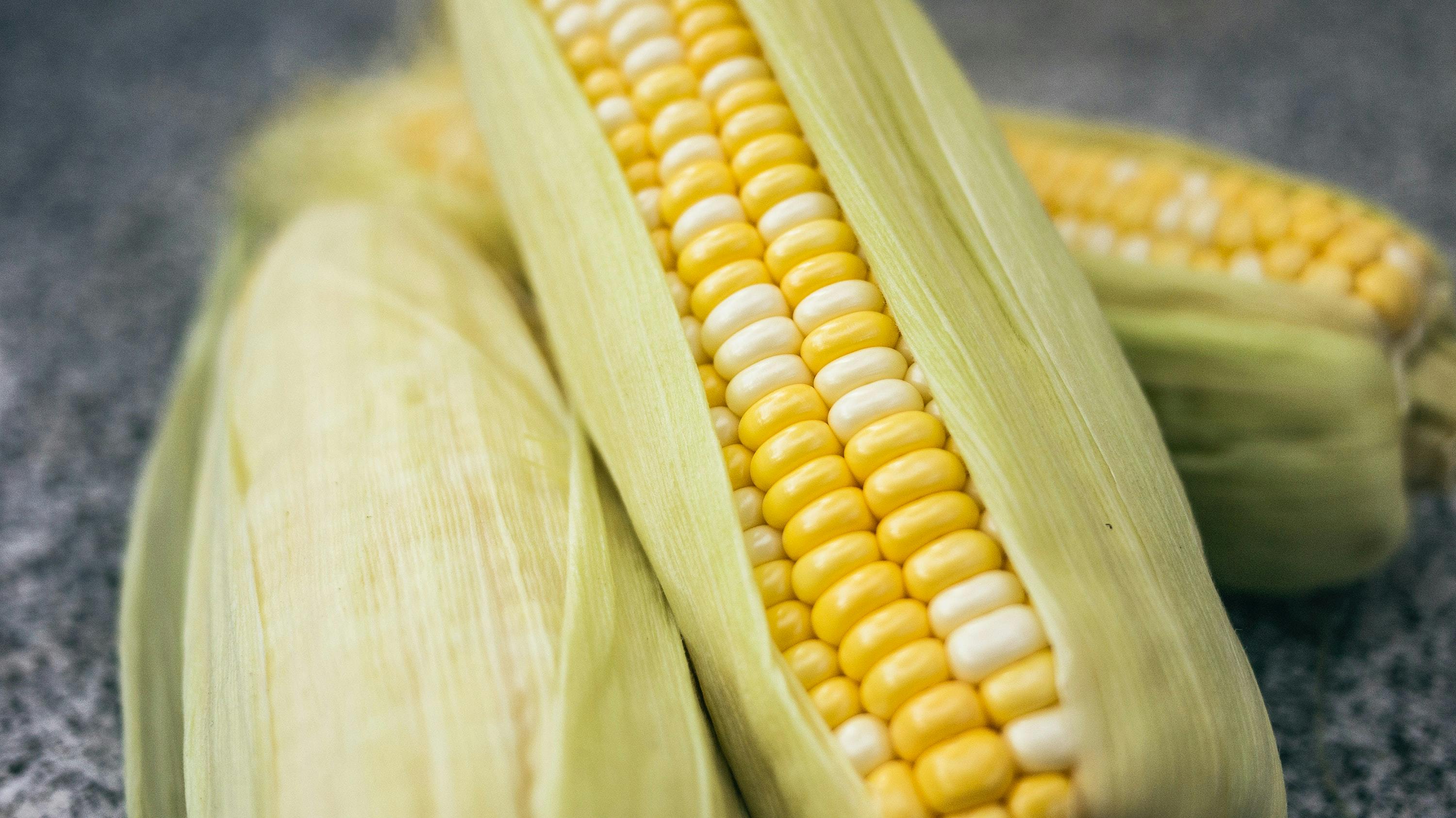 can dogs eat sweet corn husks