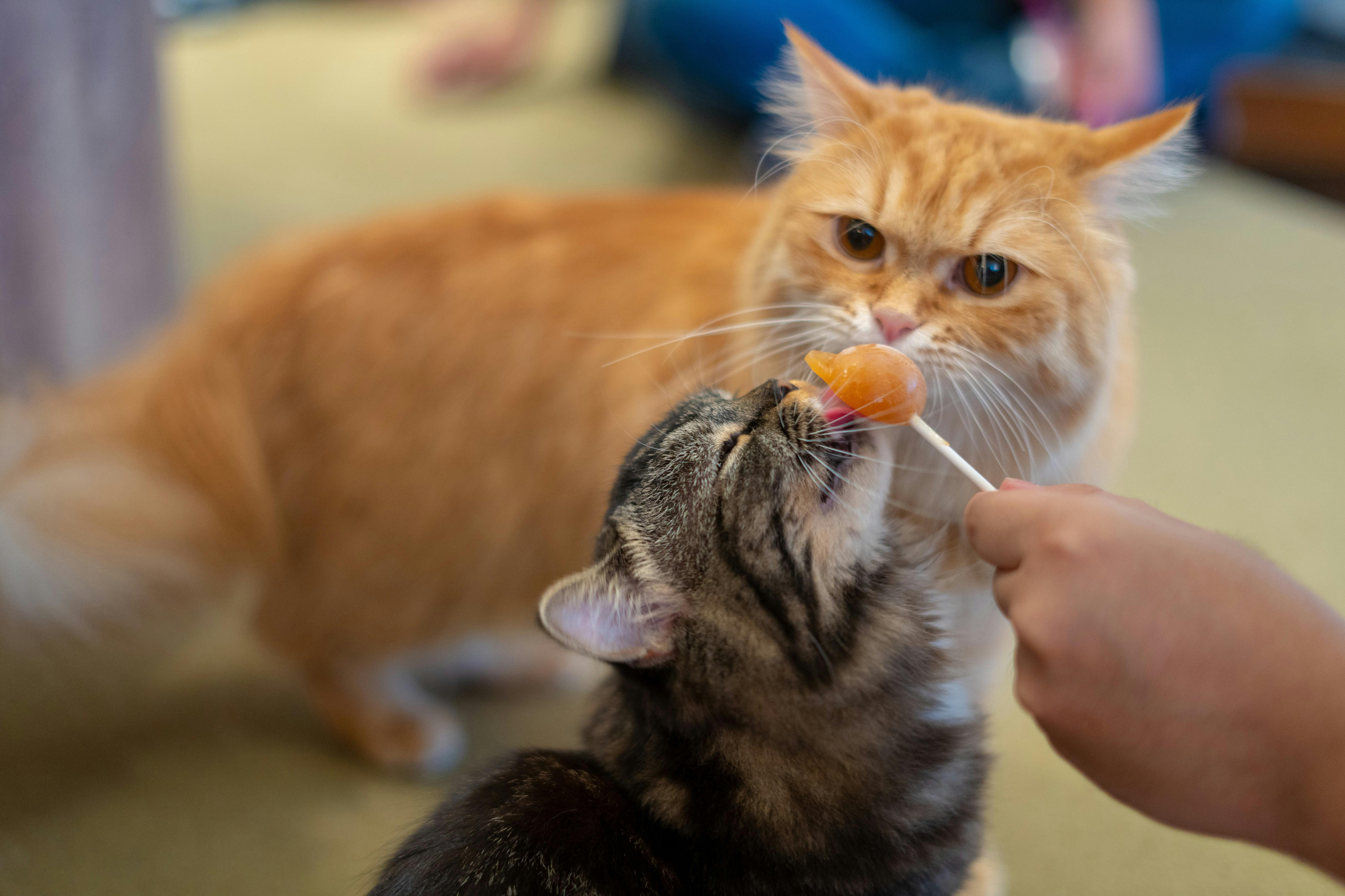 Kitten wants to shop eat human food