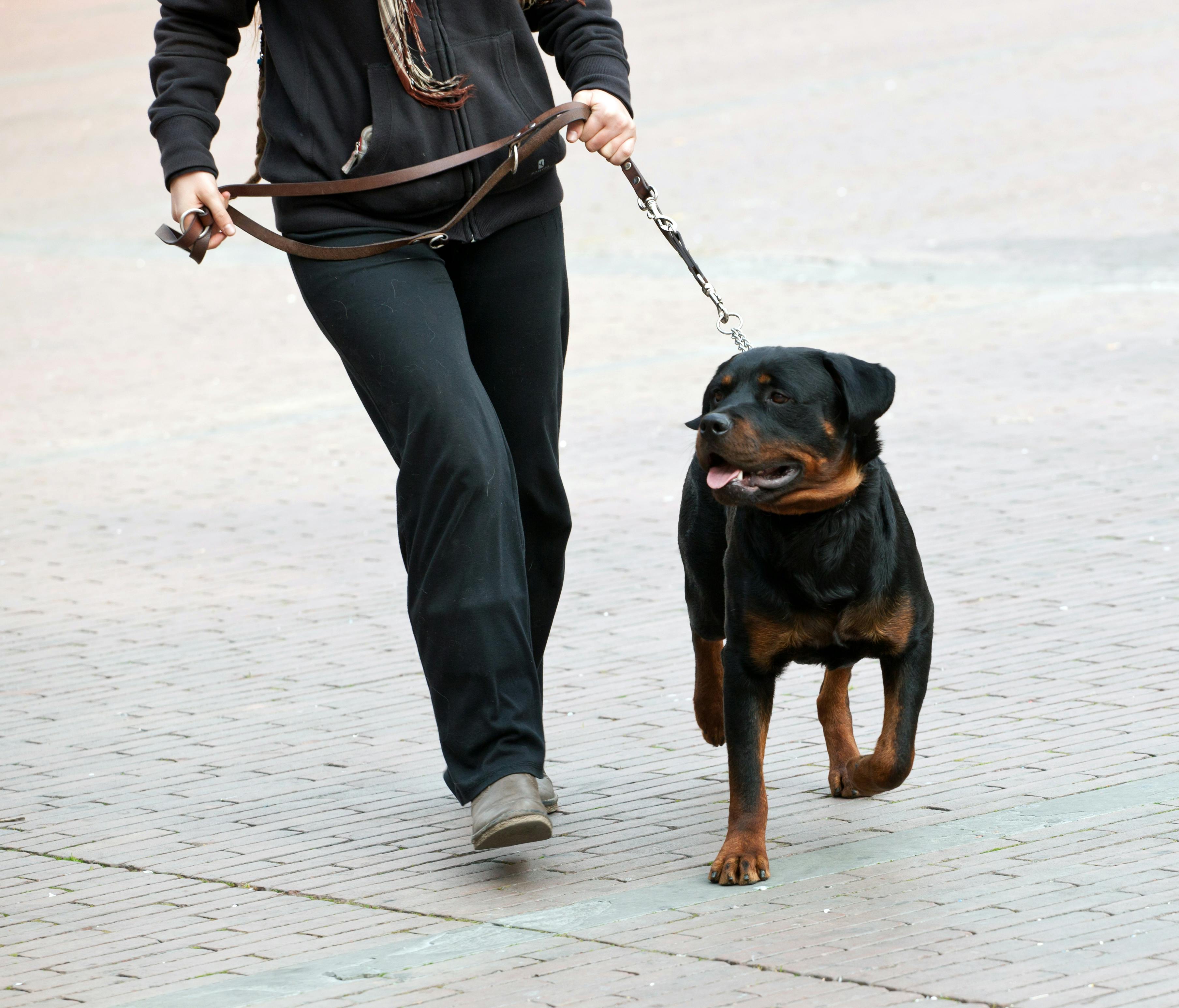 are slip leads safe for dogs