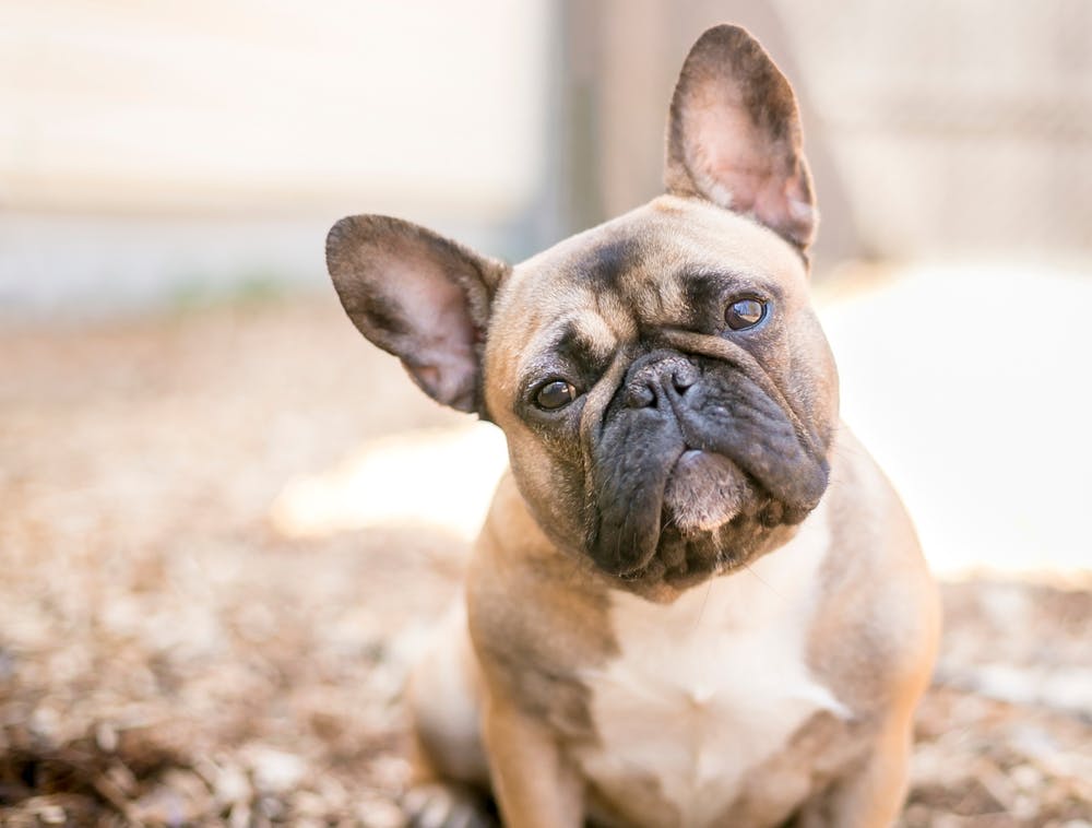 do-you-capitalize-dog-breed-names-in-books