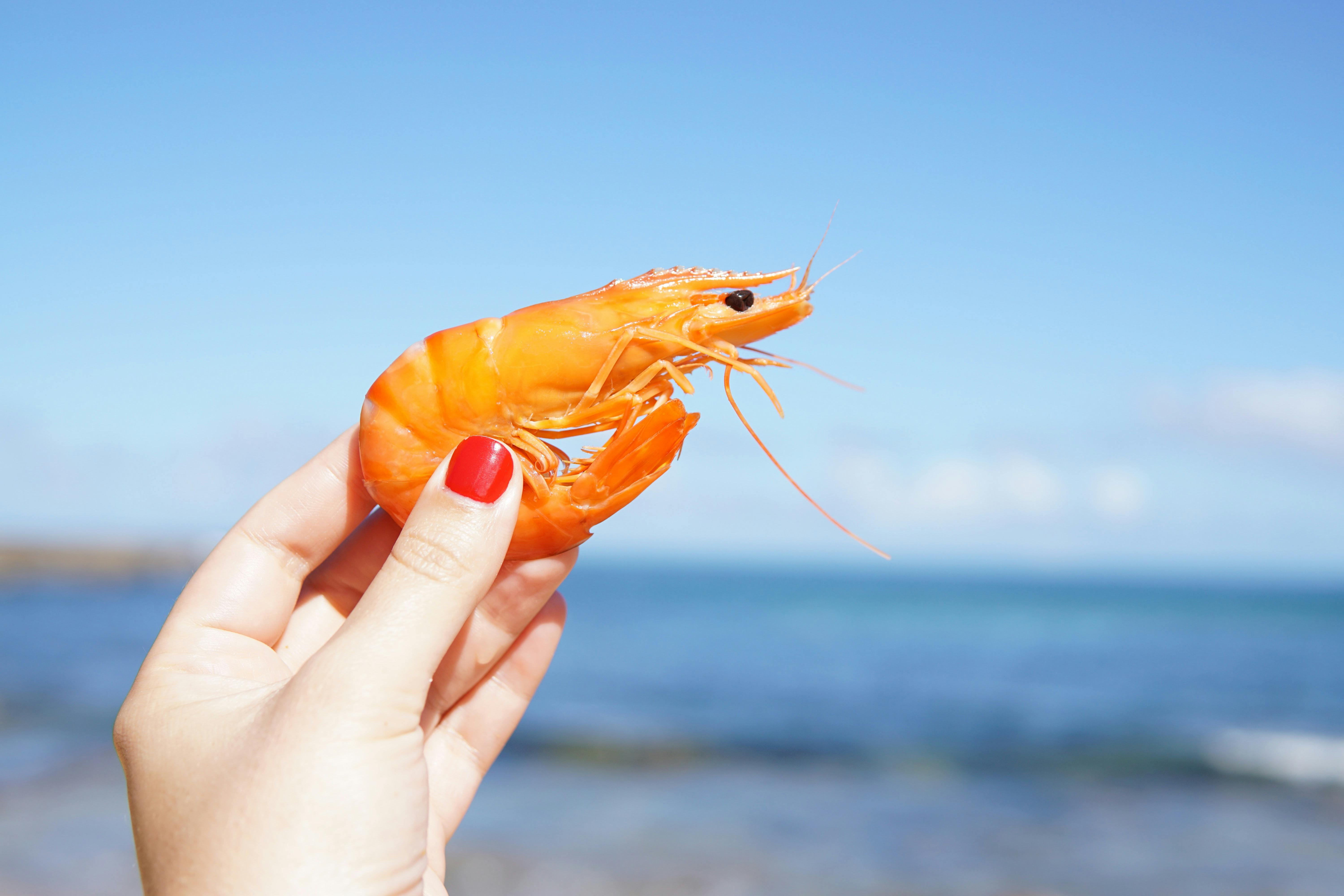 wellness-can-dogs-eat-shrimp-hero-image