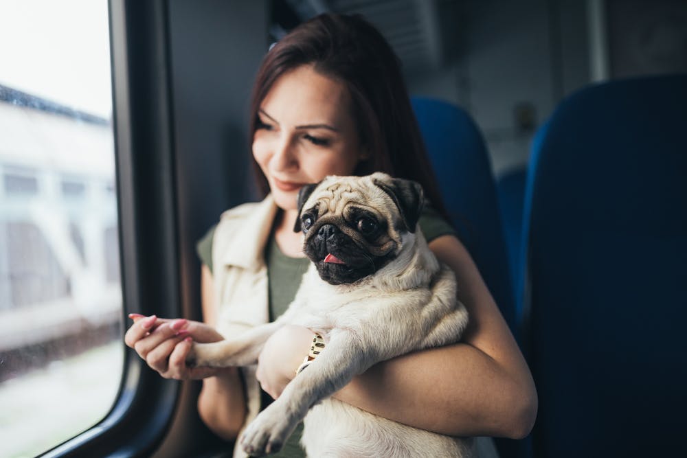 United pet policy outlet in cabin