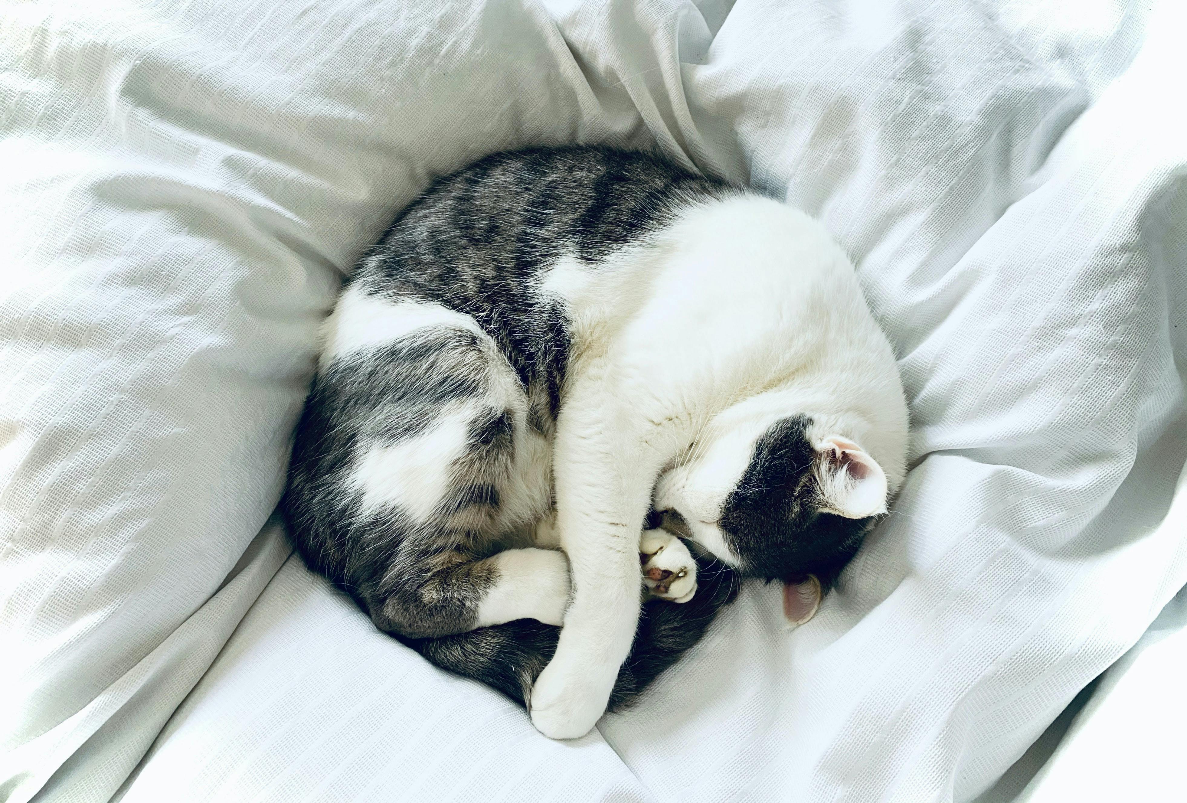 wellness-how-to-choose-the-best-bed-for-your-cat-hero-image