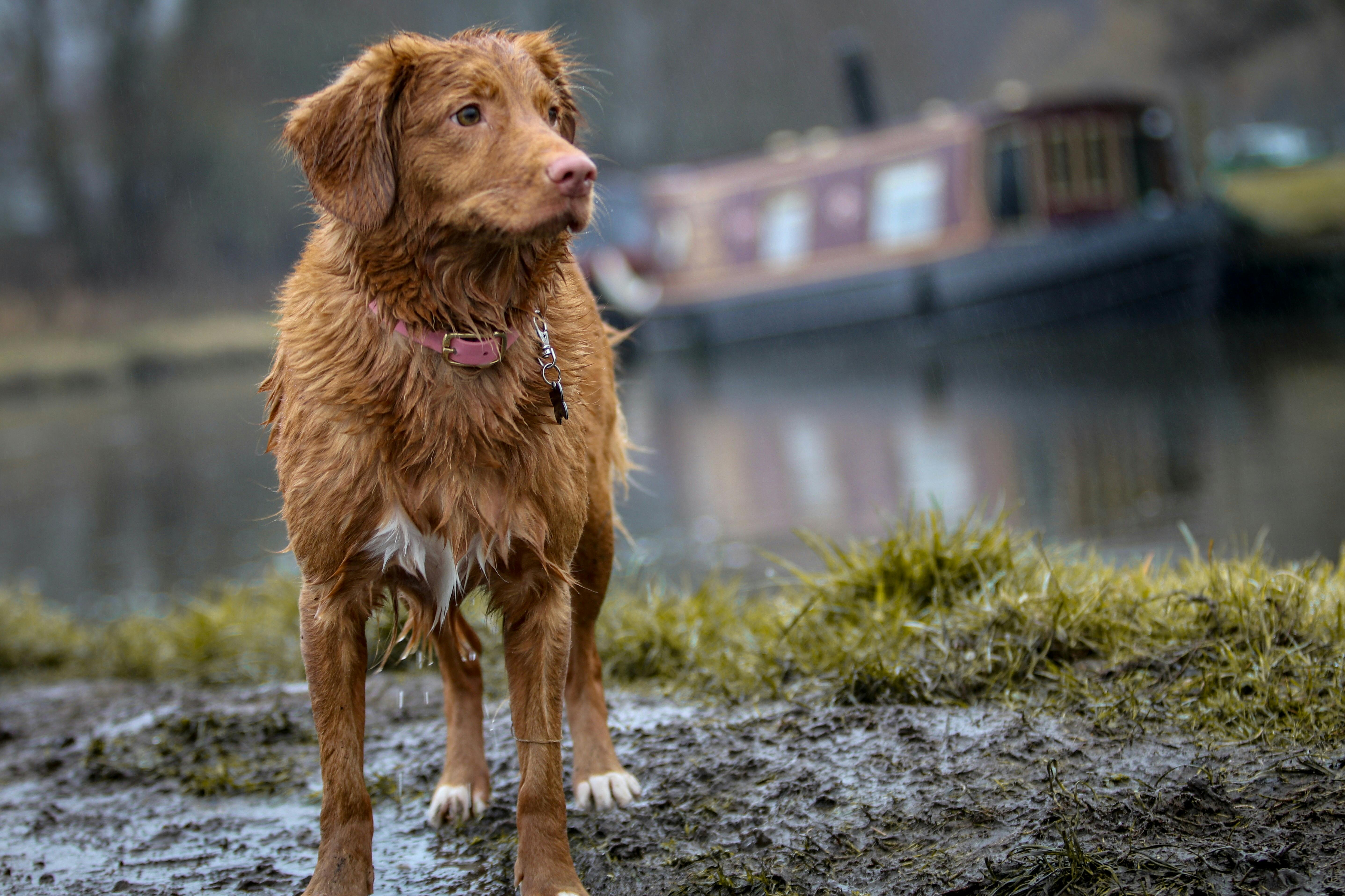 wellness-how-can-i-keep-pets-in-my-neighborhood-safe-during-a-natural-disaster-hero-image