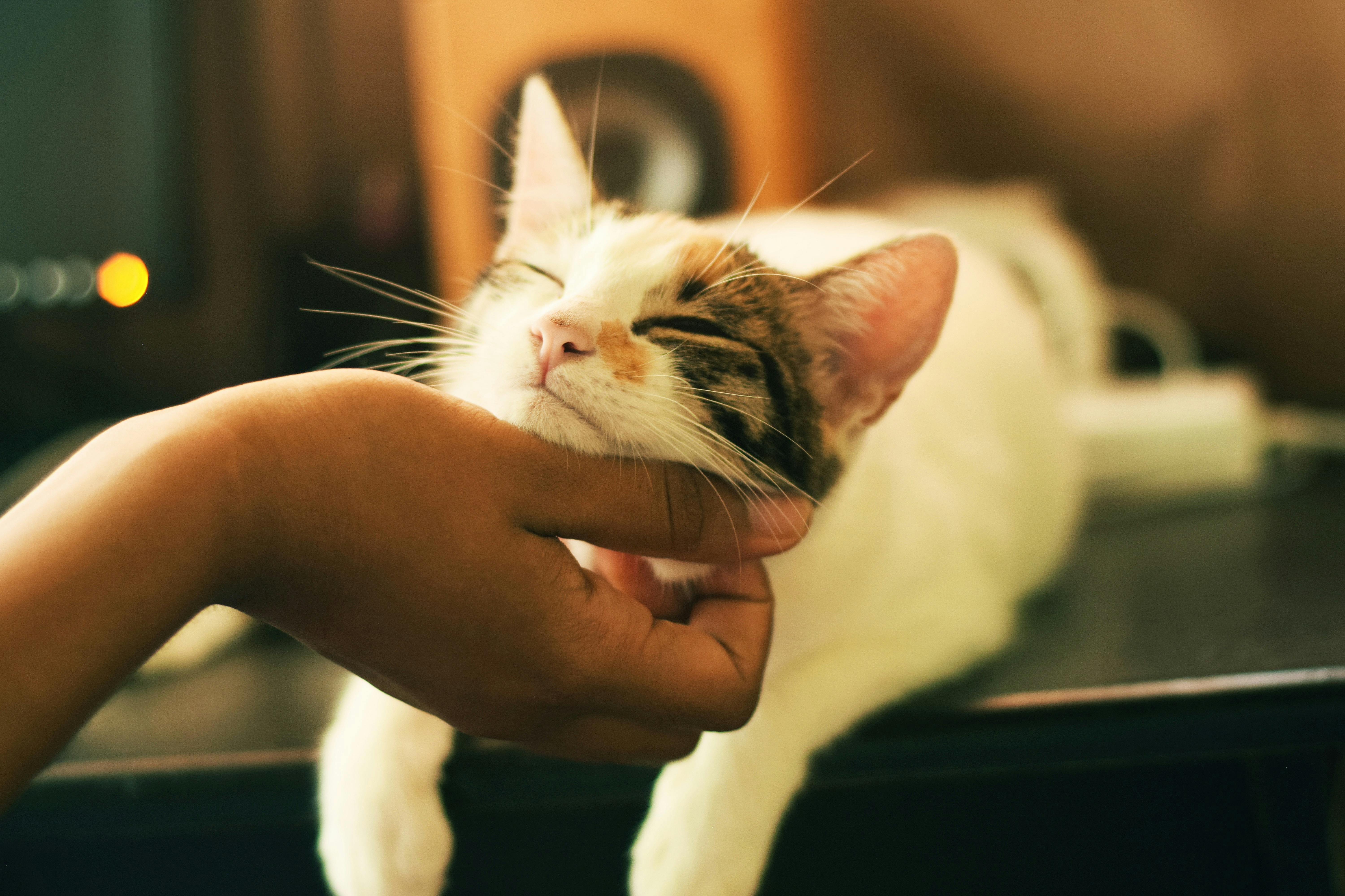 3 Ways to Calm Your Anxious Cat