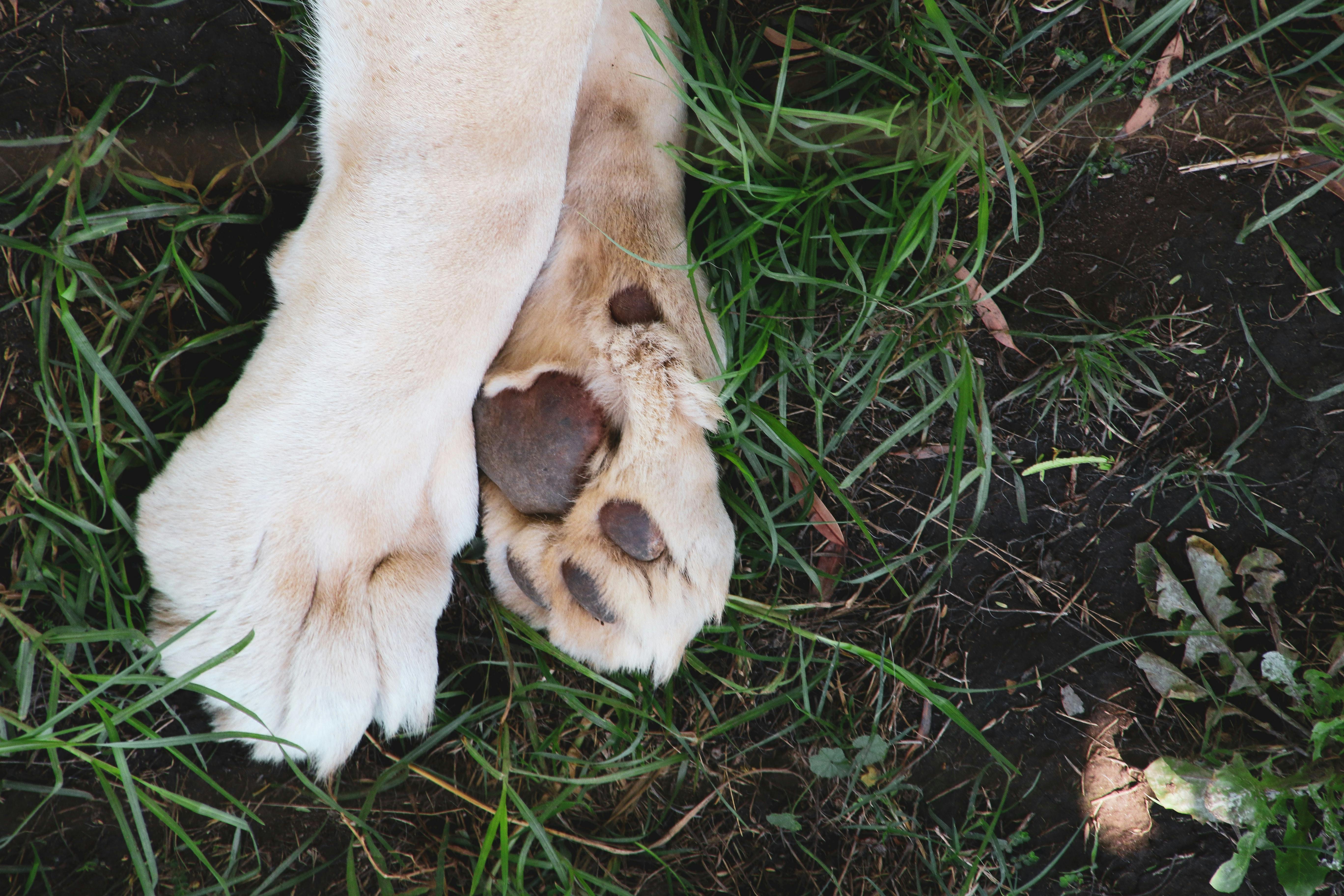 wellness-is-paw-wax-safe-for-dogs-and-cats-hero-image