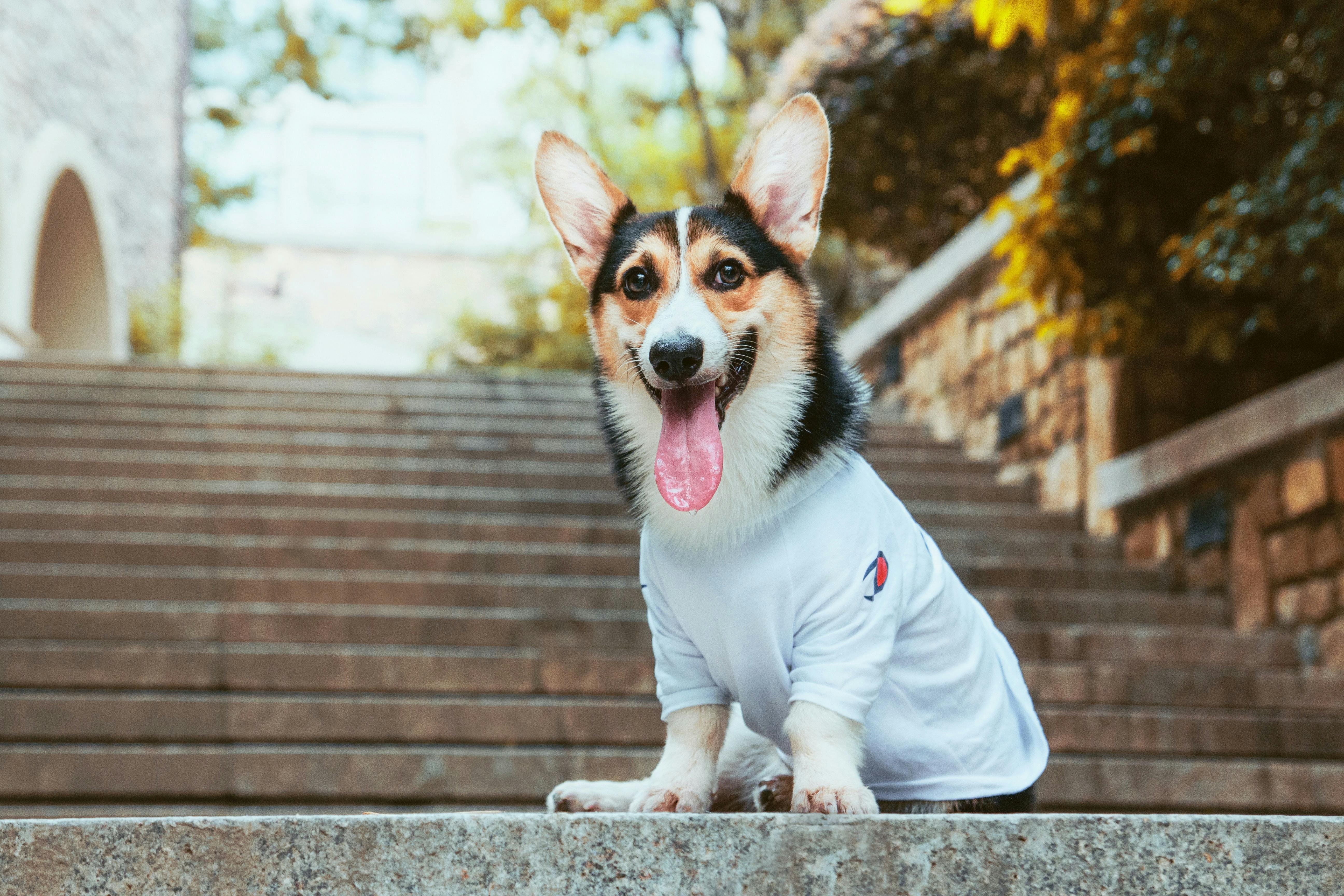 Corgi wagging hot sale tail