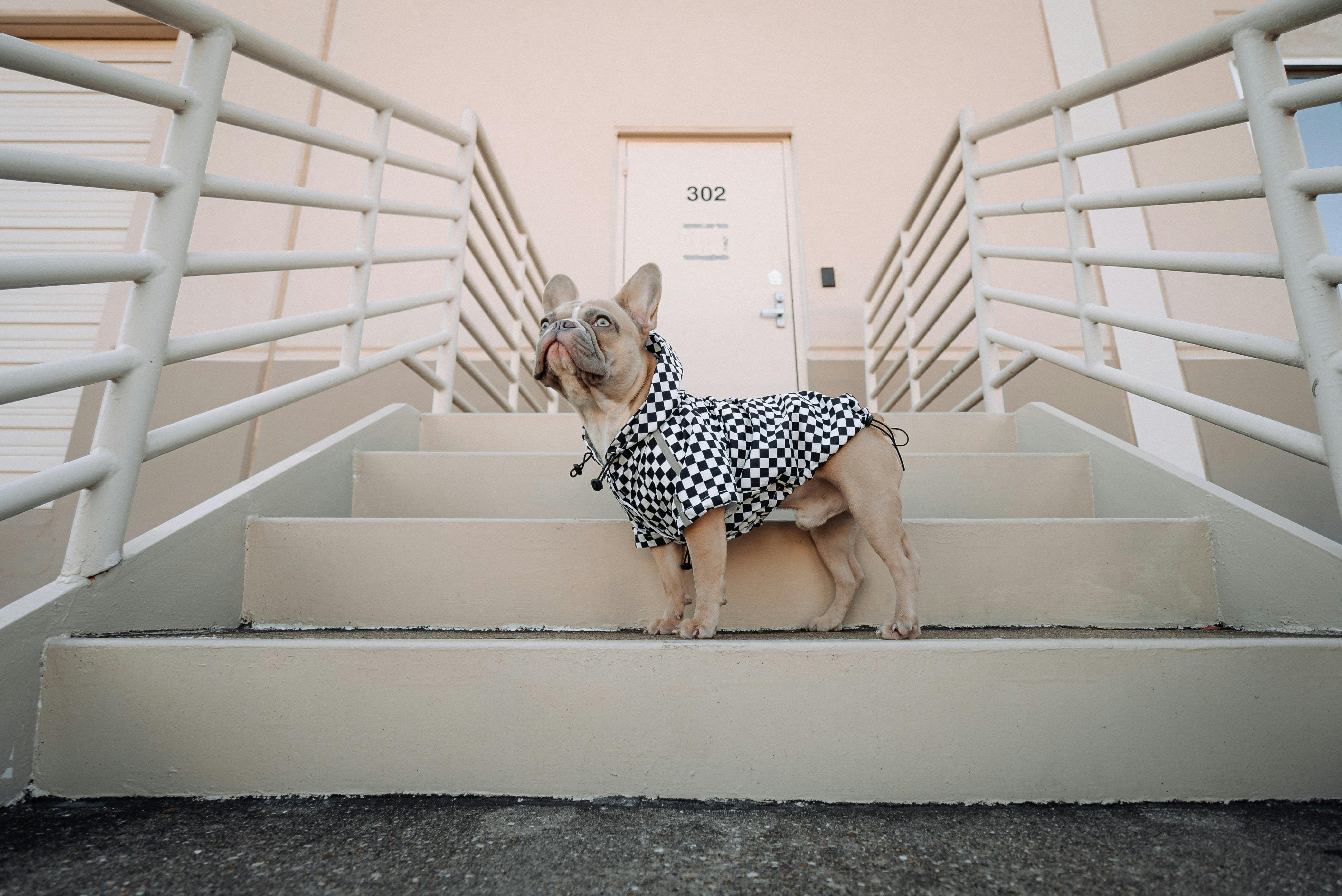 French bulldog outlet and stairs