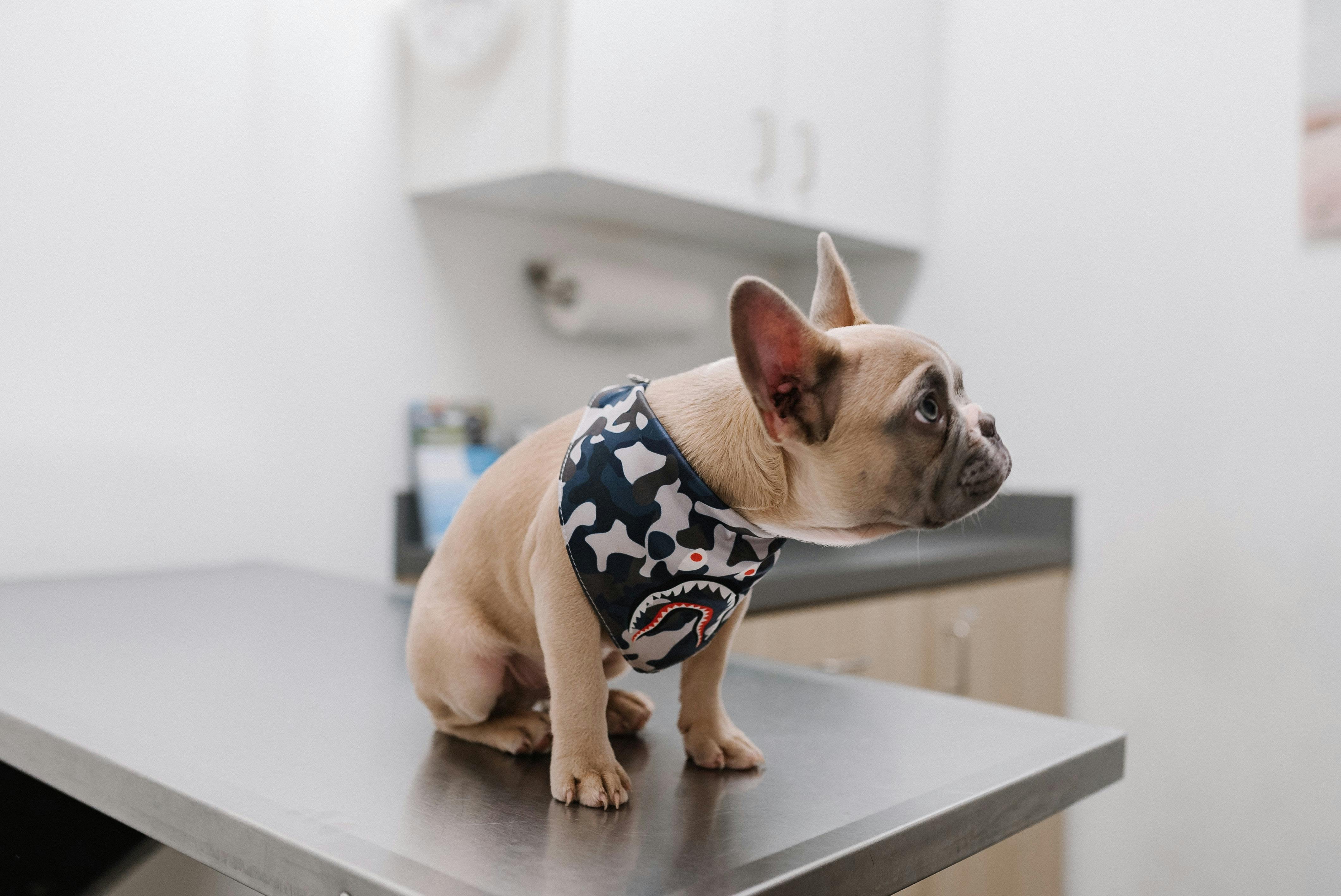 wellness-5-things-vets-look-for-during-dog-dental-exams-hero-image