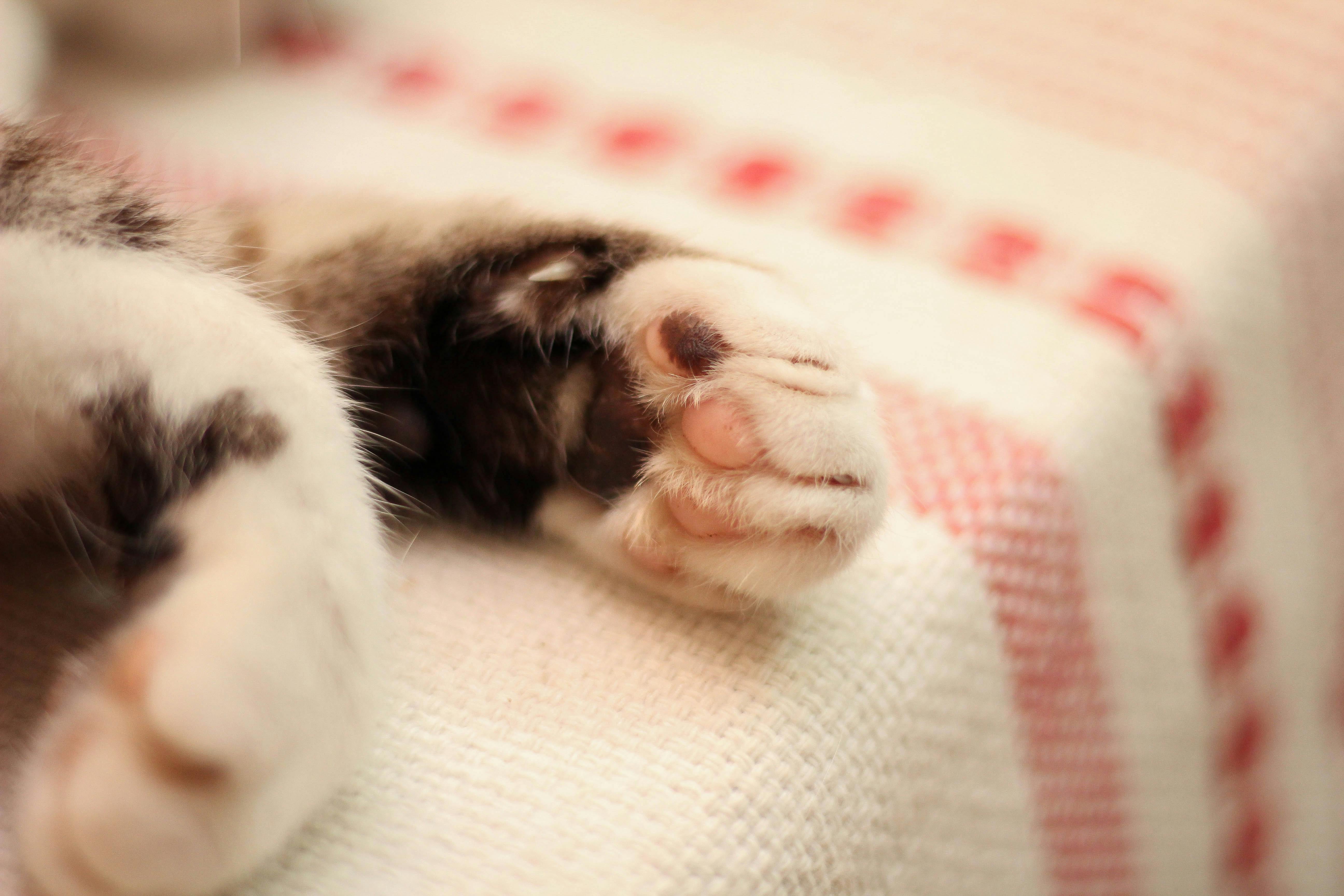 putting butter on cats paws