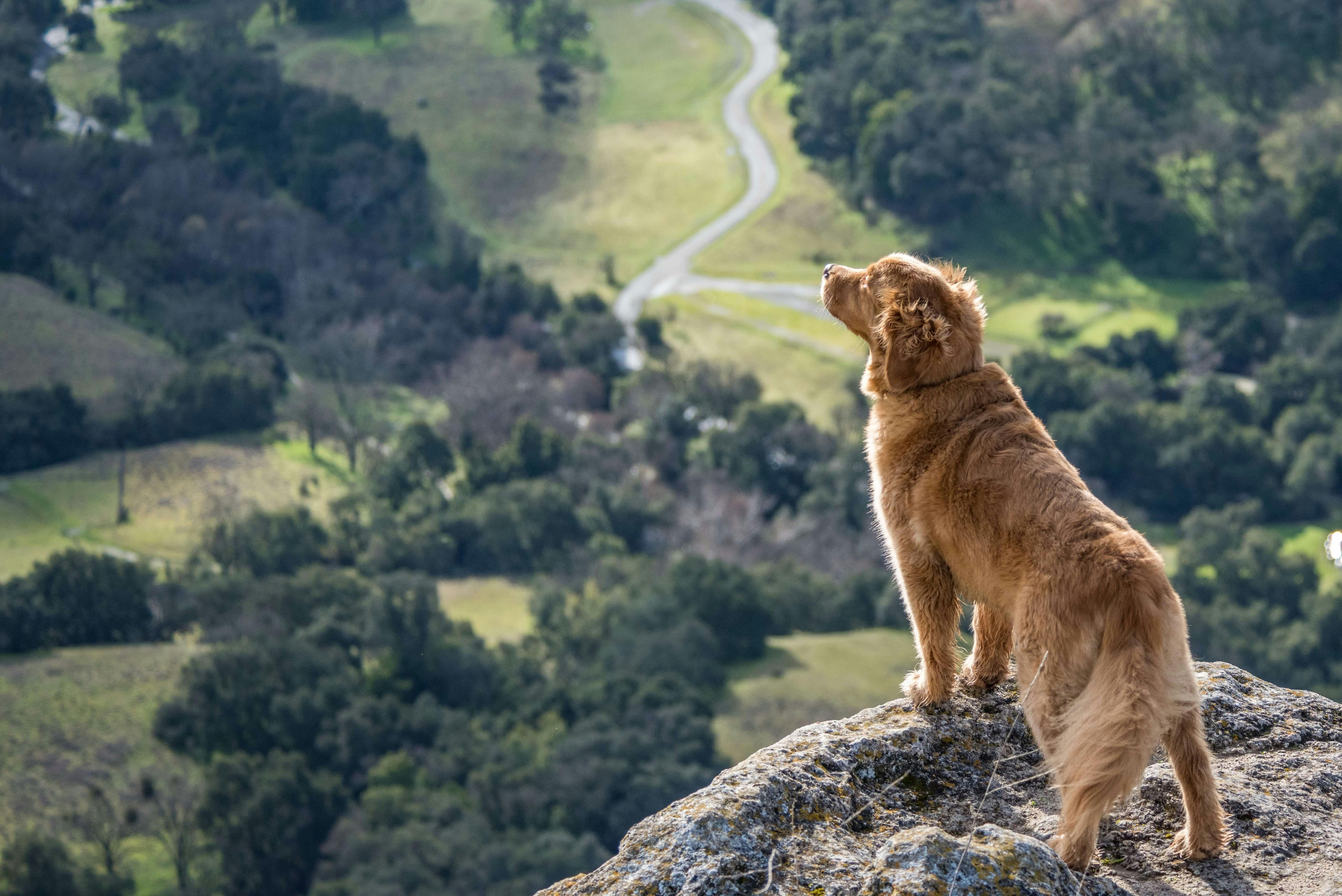 wellness-7-scariest-things-that-can-happen-to-pups-on-vacation-hero-image