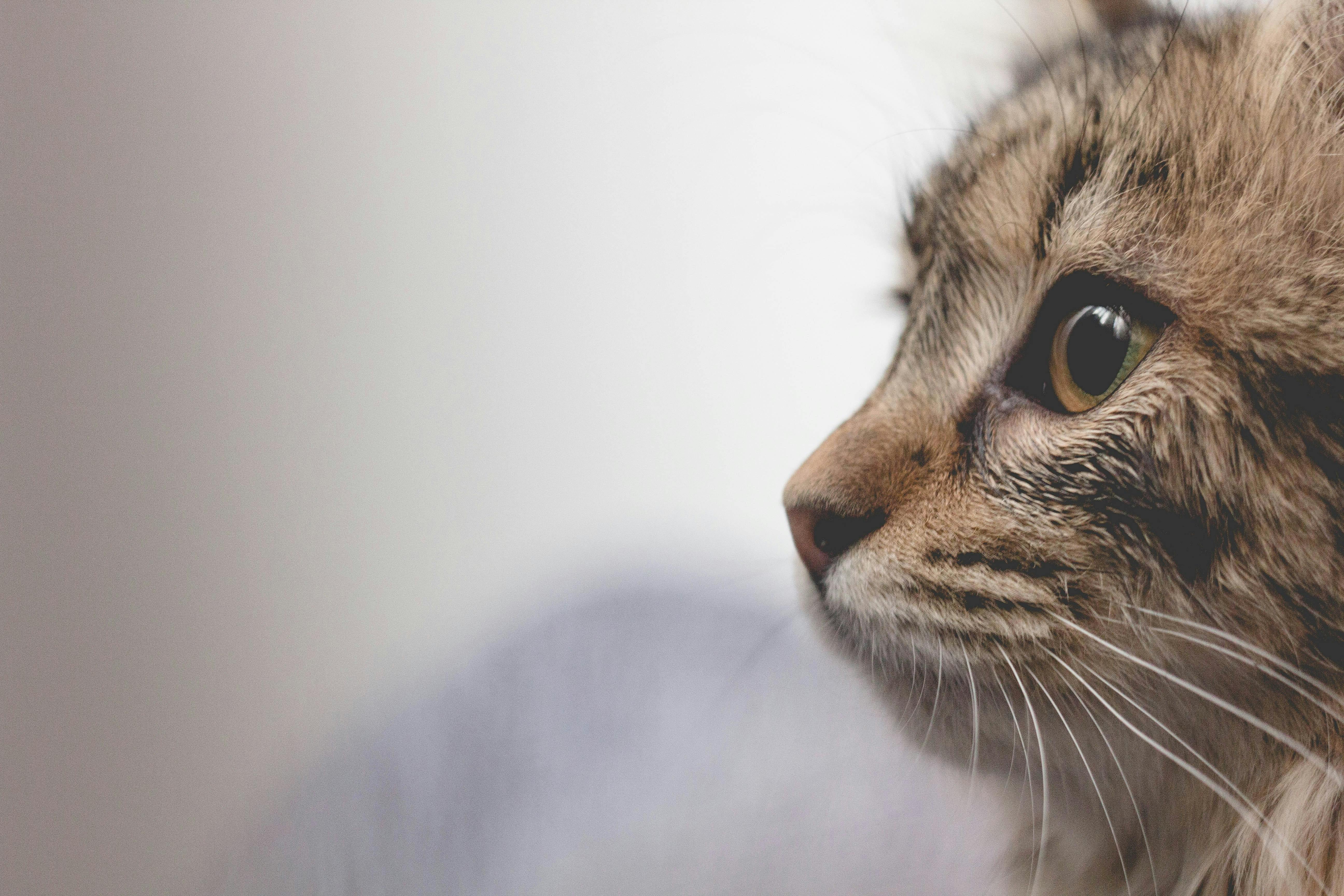 Old store cat illnesses