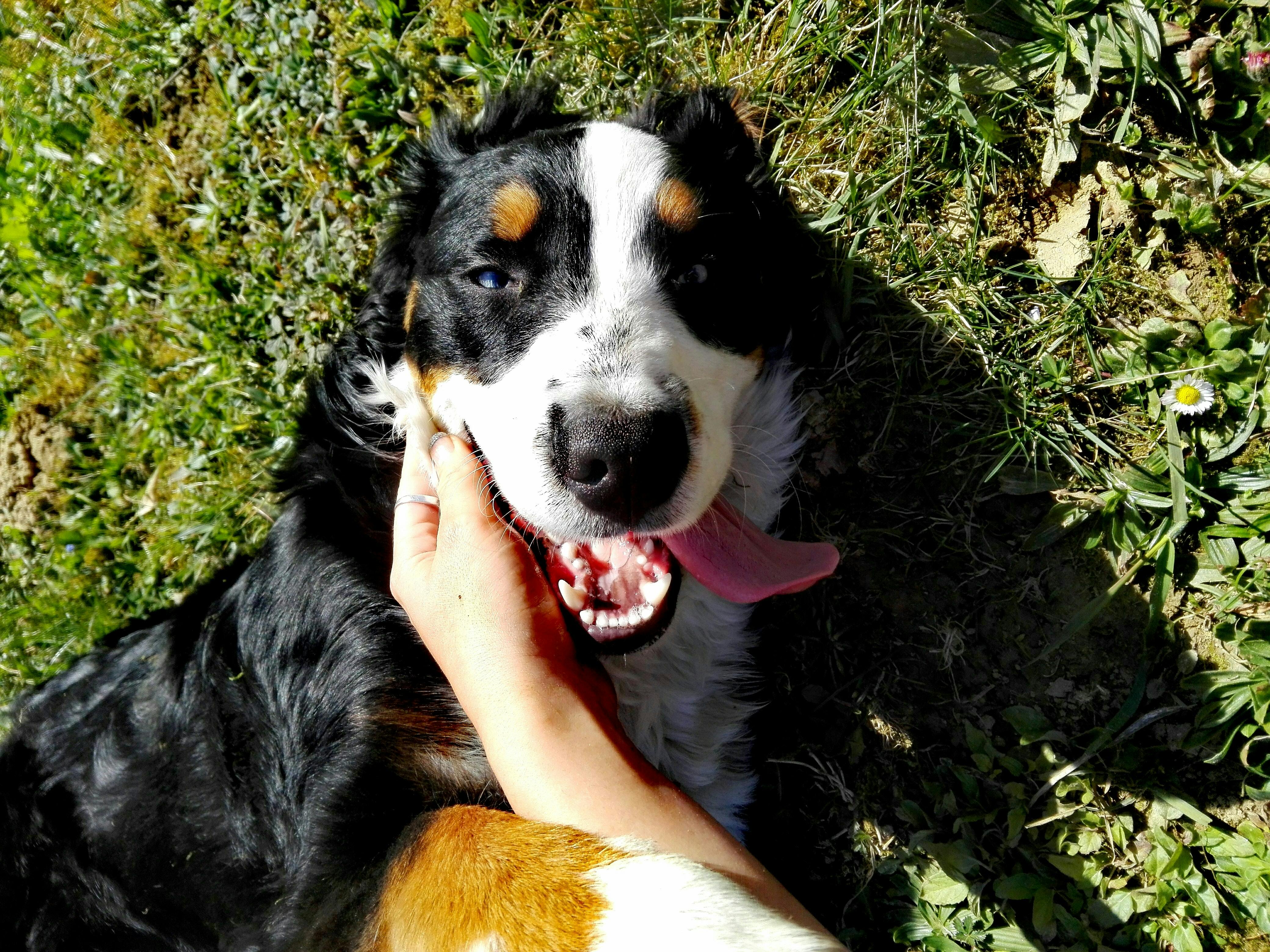 Brushing puppy clearance teeth baking soda