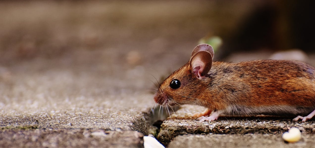 How to Get Rid of Mice Without Harming Your Pet