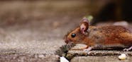 Can Dogs Get Rabies From Rats And Mice 