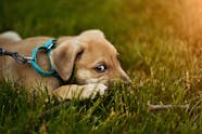 Anxiety Wraps For Dogs What You Need To Know