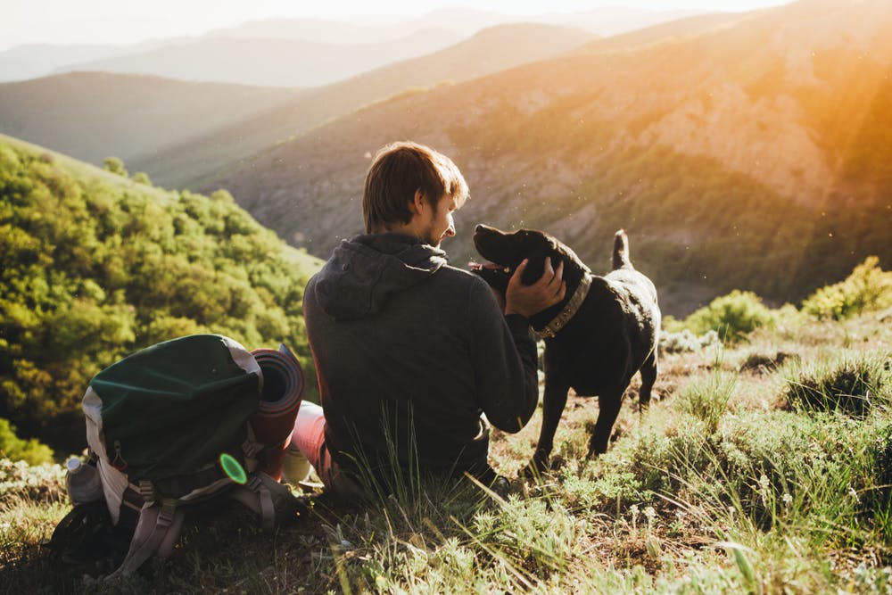 wellness-how-to-protect-your-dog-from-insects-while-hiking-hero-image