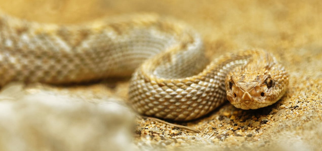 can a copperhead snake kill a dog