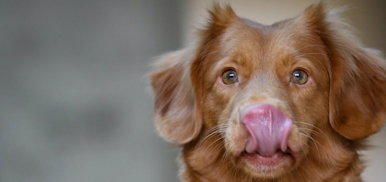 can a dog swallow his tongue