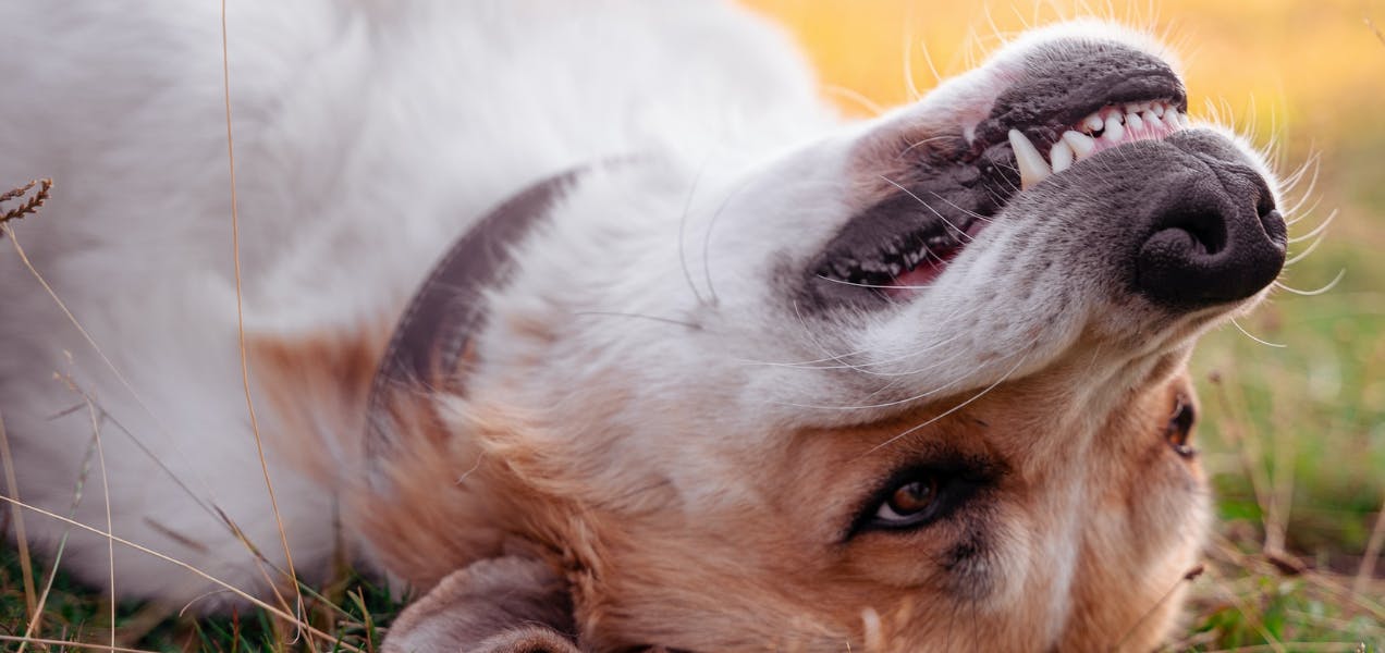 5 Common Dental Problems in Elderly Dogs