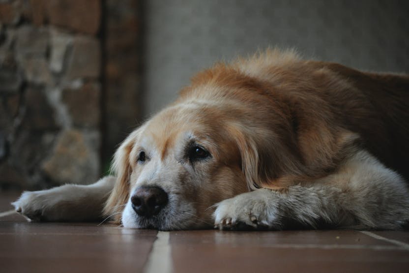 5-common-autoimmune-diseases-in-elderly-dogs