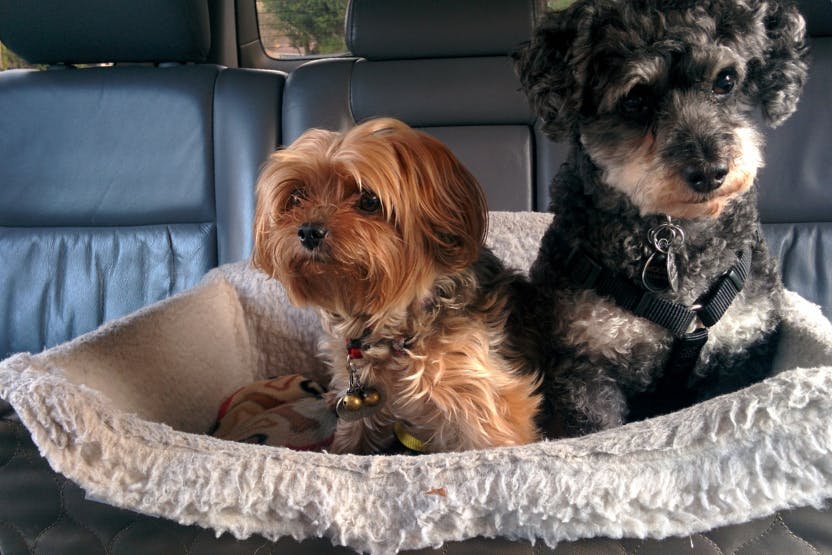 Dog Seat Belts: What Pet Parents Should Know About Car Safety